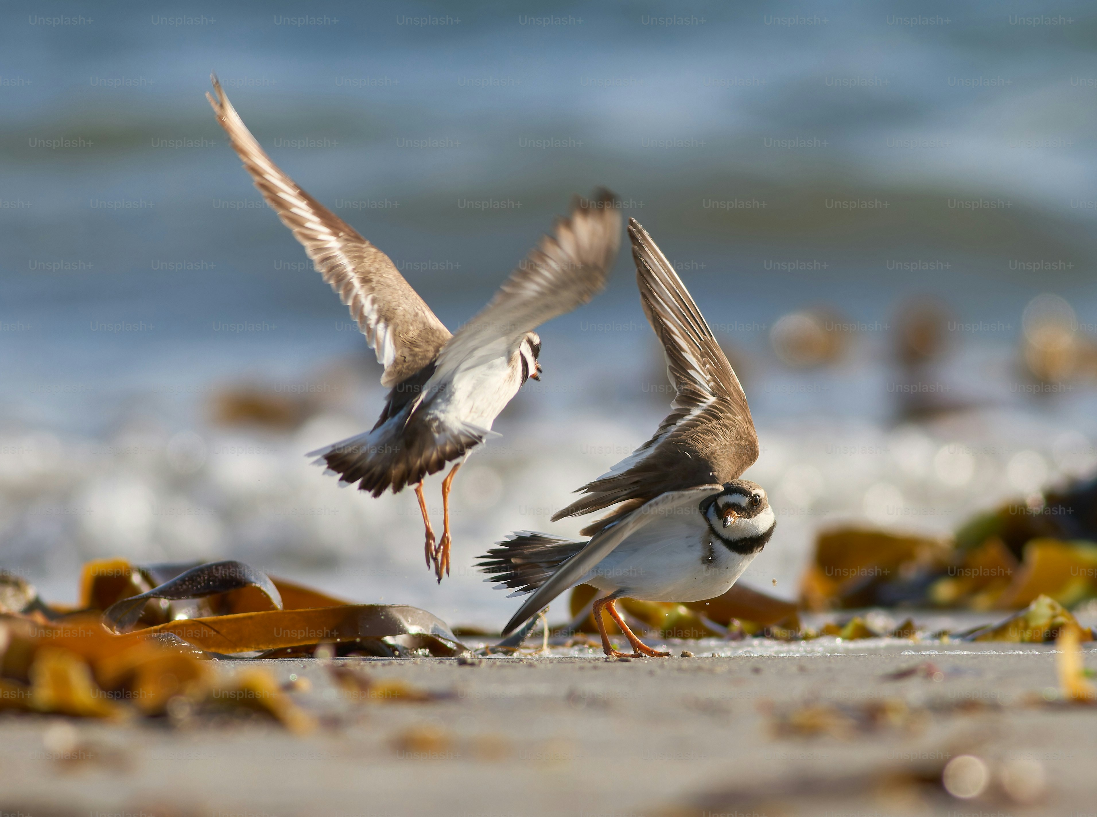모래 해변 위를 날아 다니는 두 마리의 새