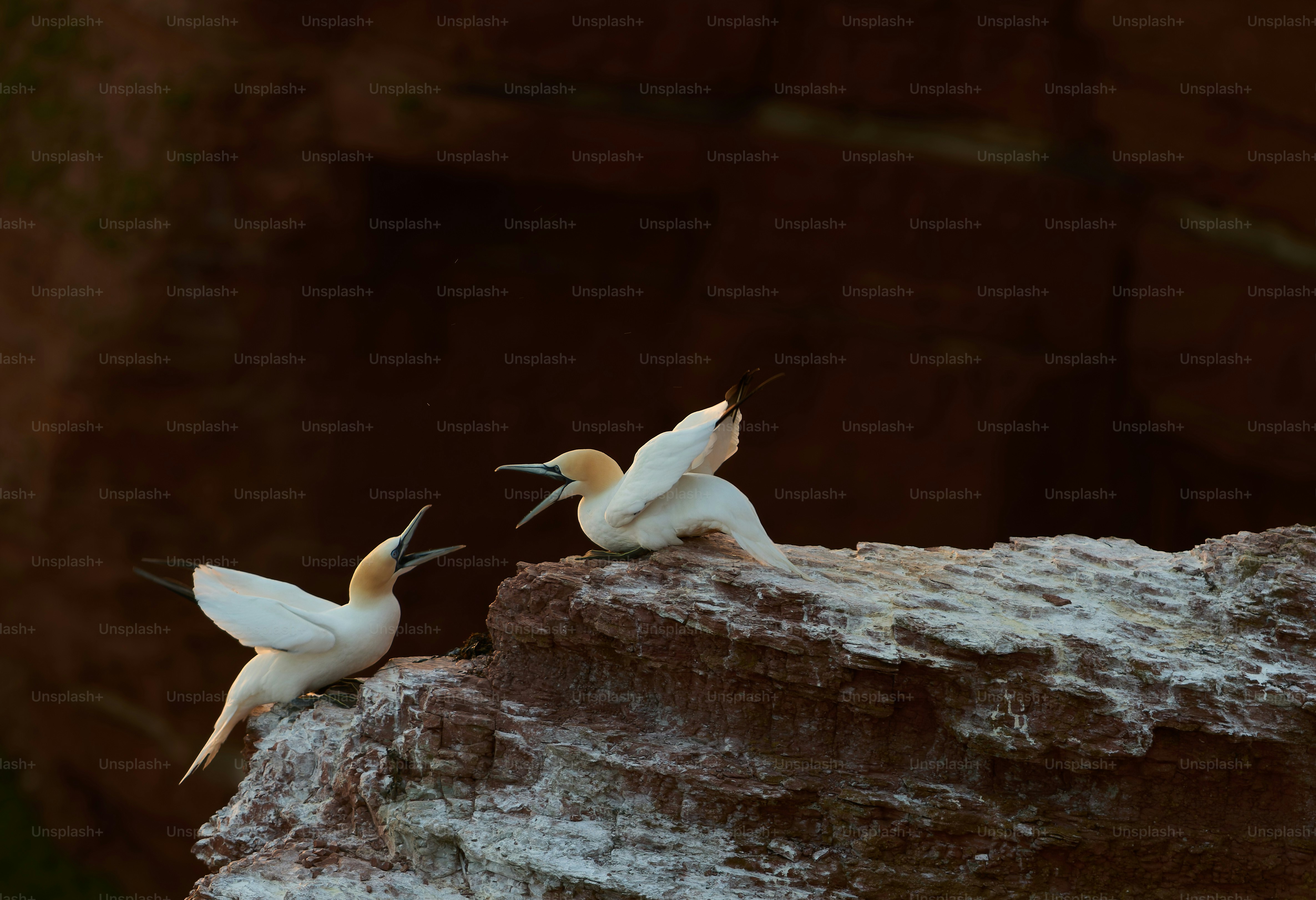 A group of birds sitting on top of a rock