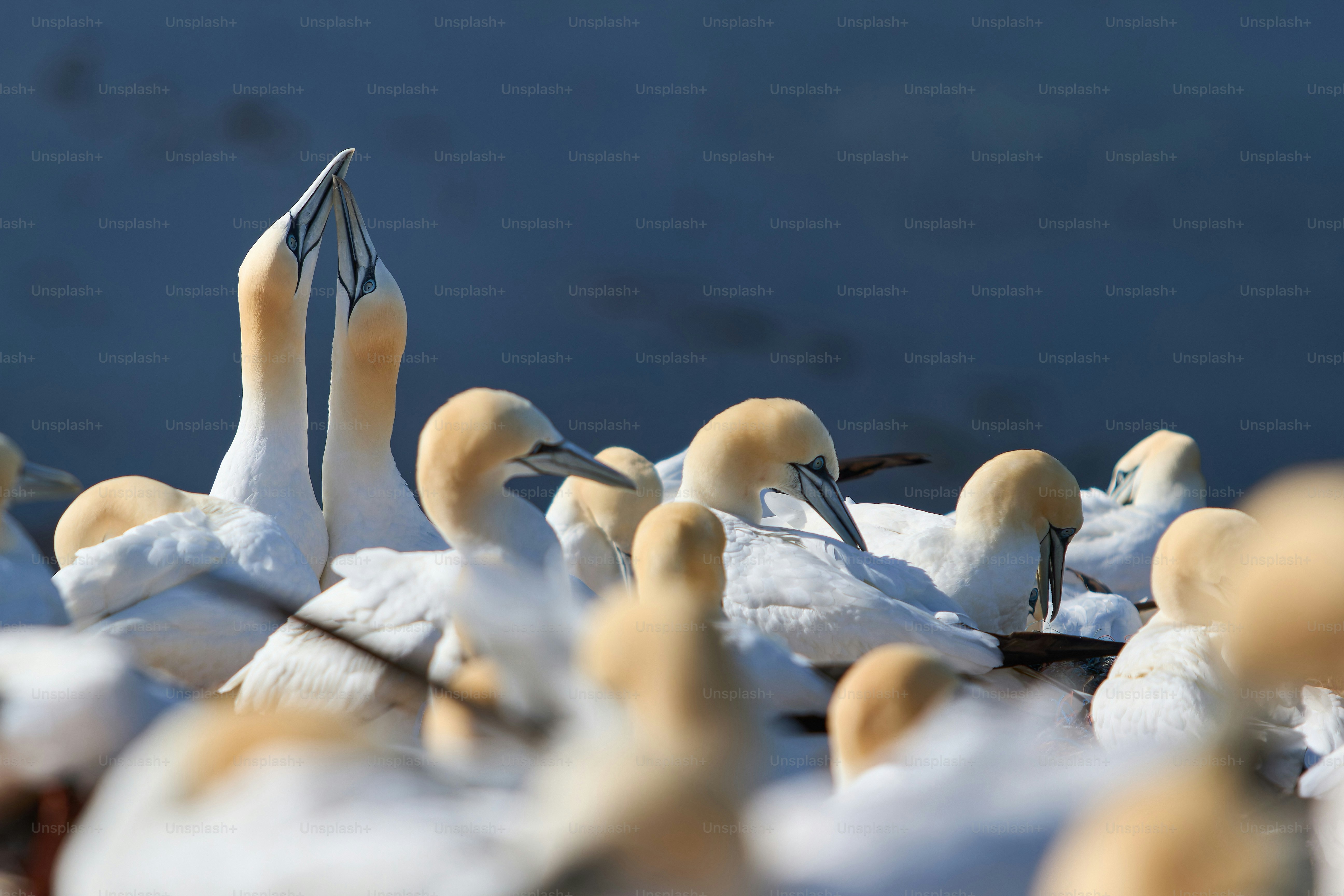A flock of seagulls sitting on top of a sandy beach