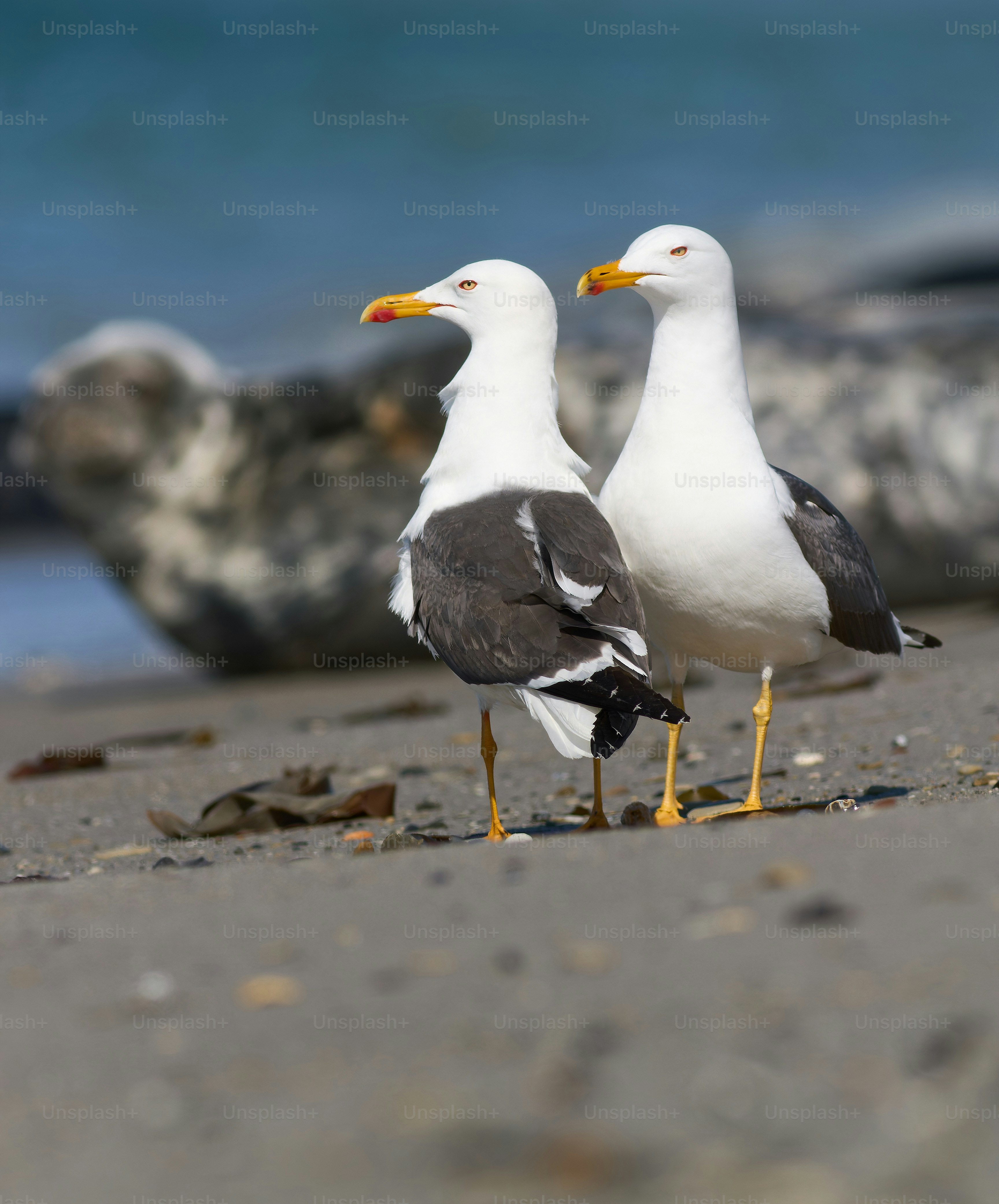 Two seagulls standing on a beach next to the ocean