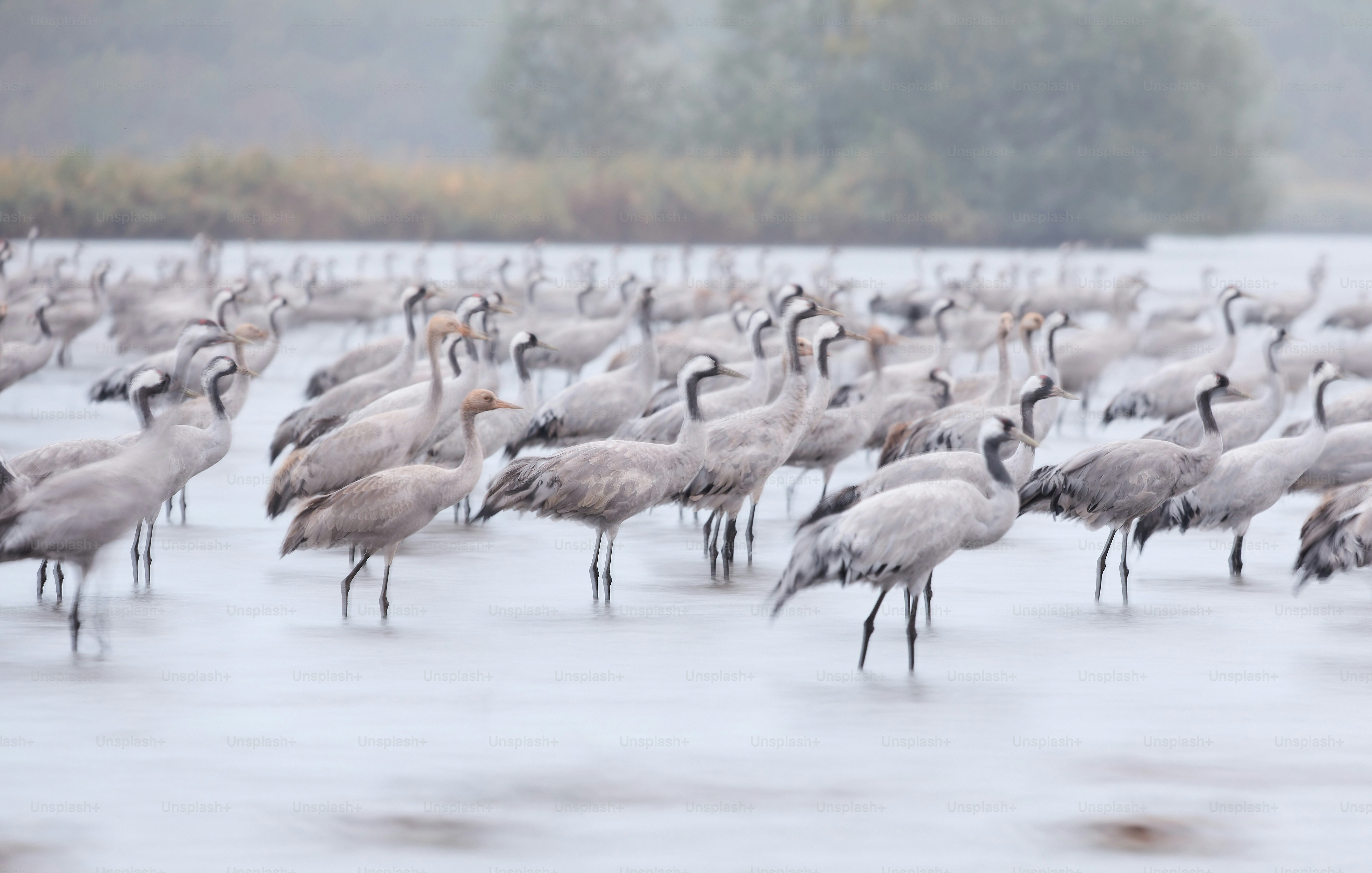 A large group of birds standing in the water