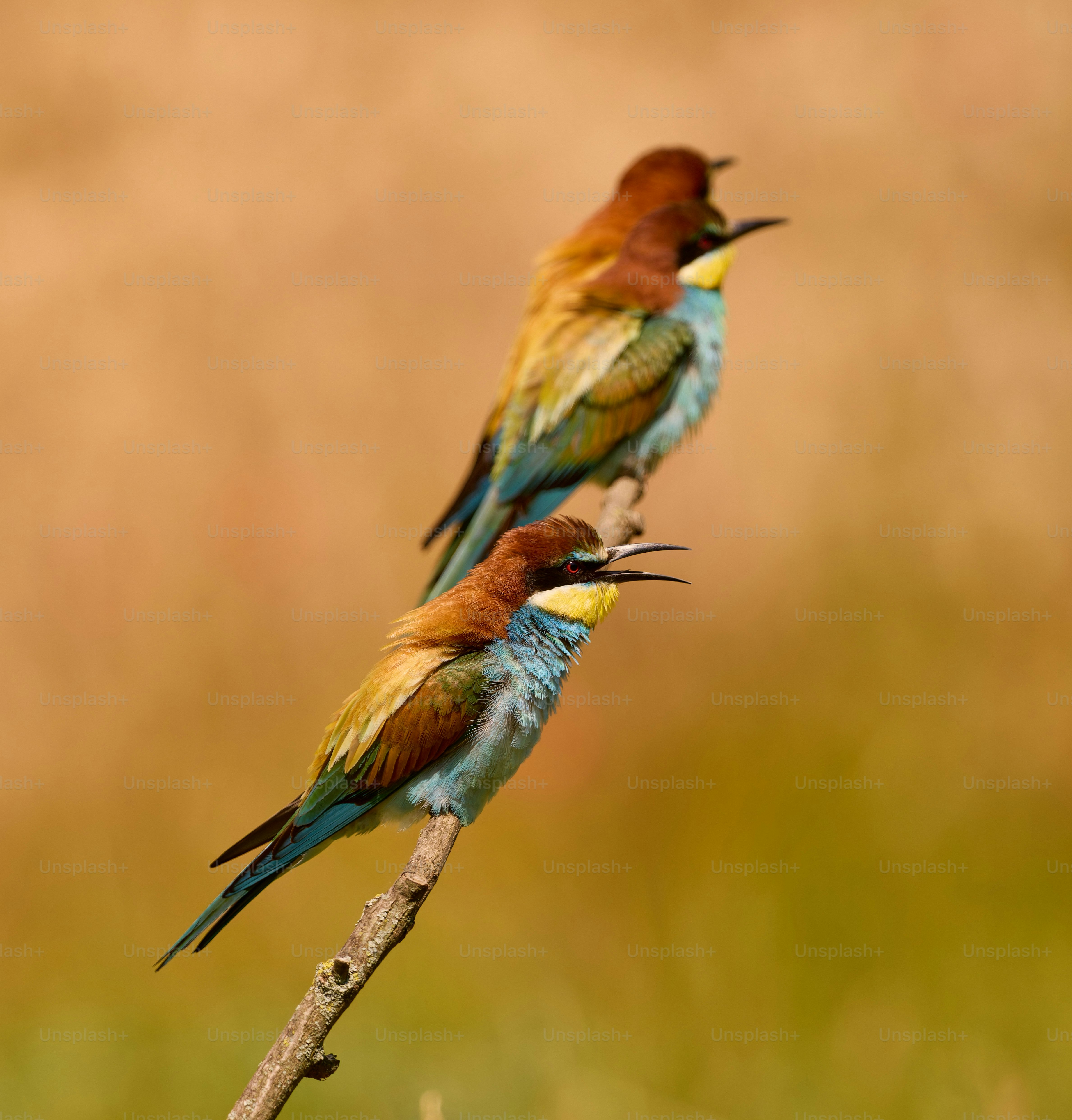 Un couple d’oiseaux assis au sommet d’une branche d’arbre
