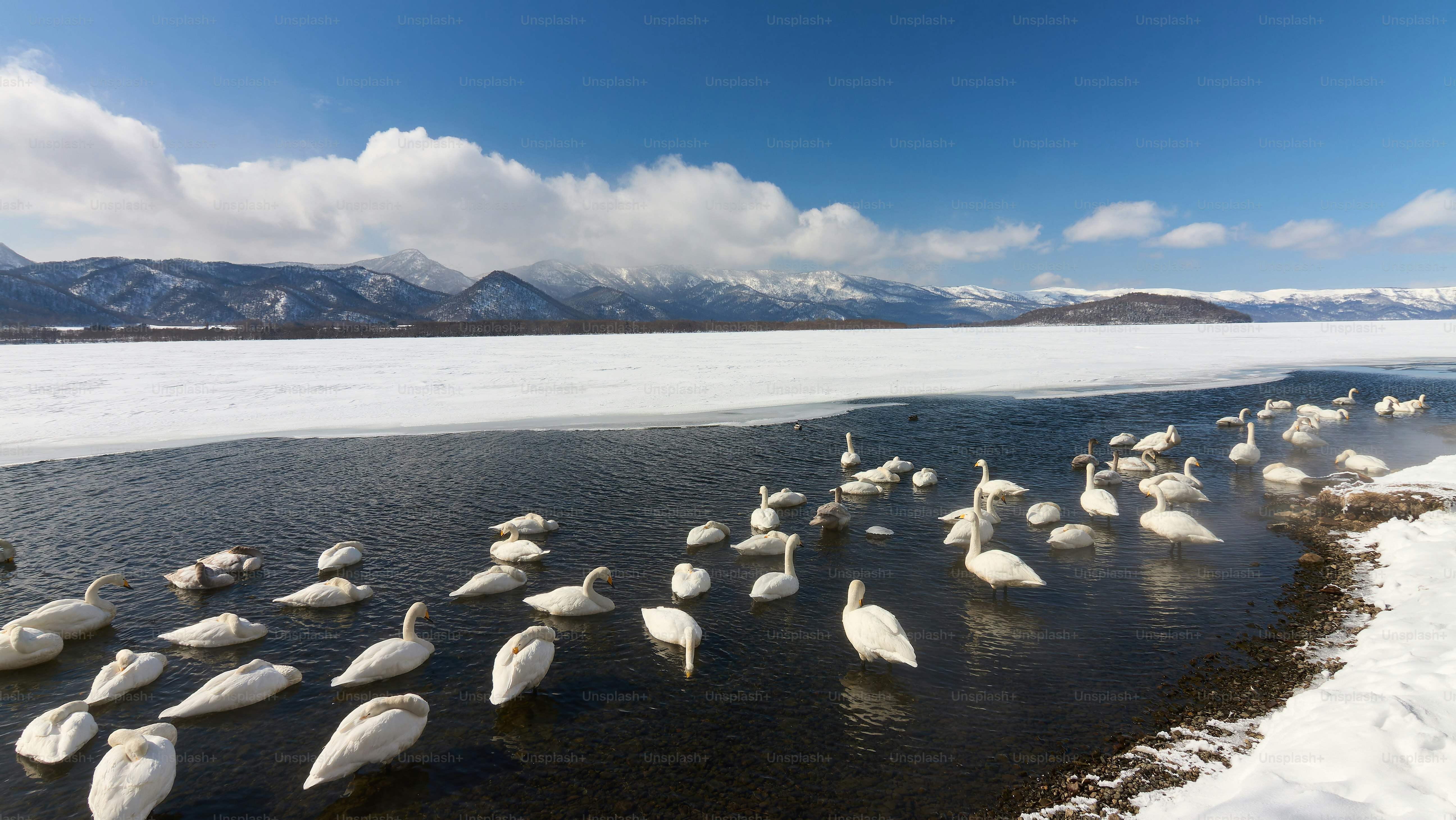 A flock of birds standing on top of a frozen lake