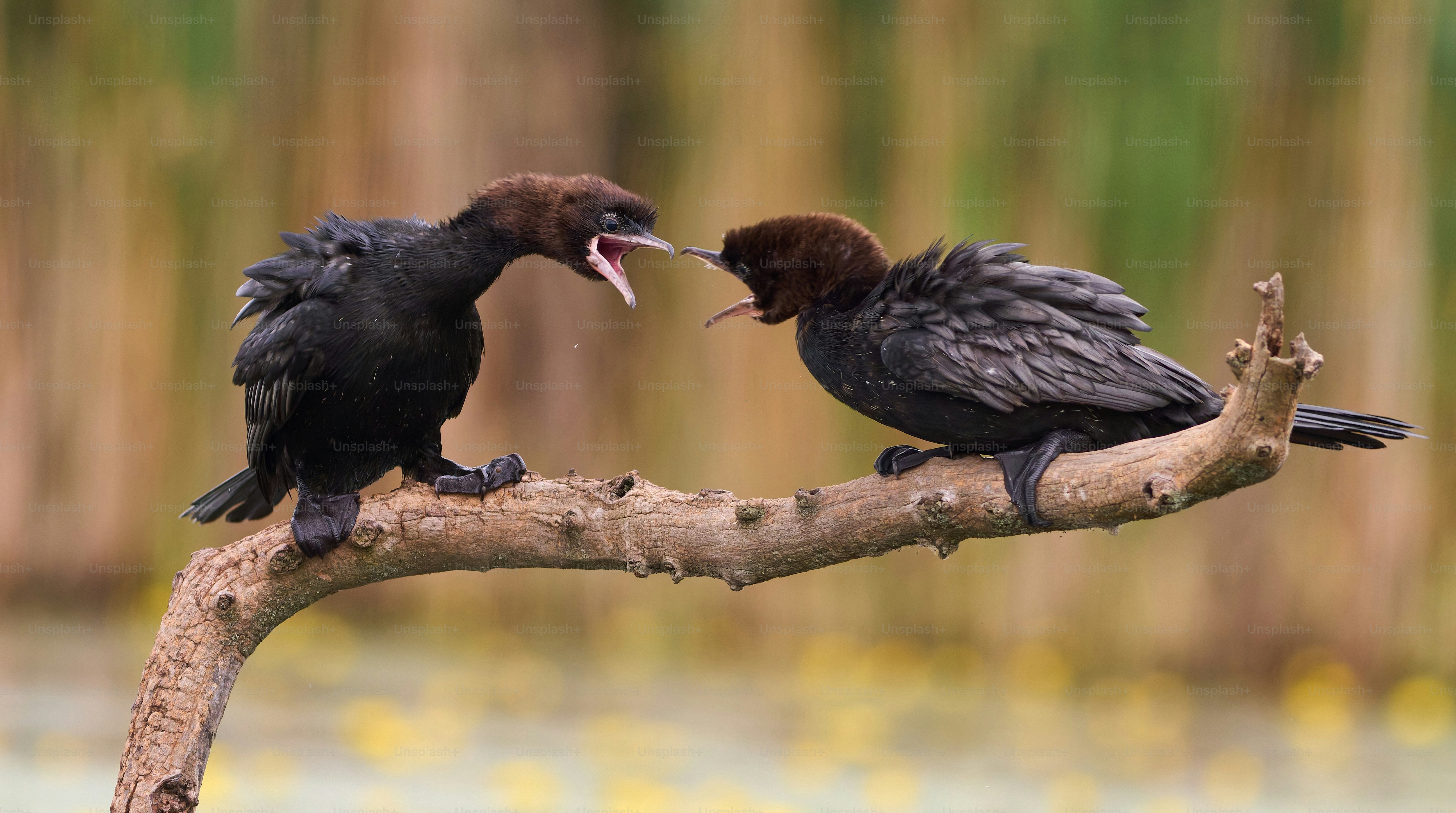 A couple of birds sitting on top of a tree branch