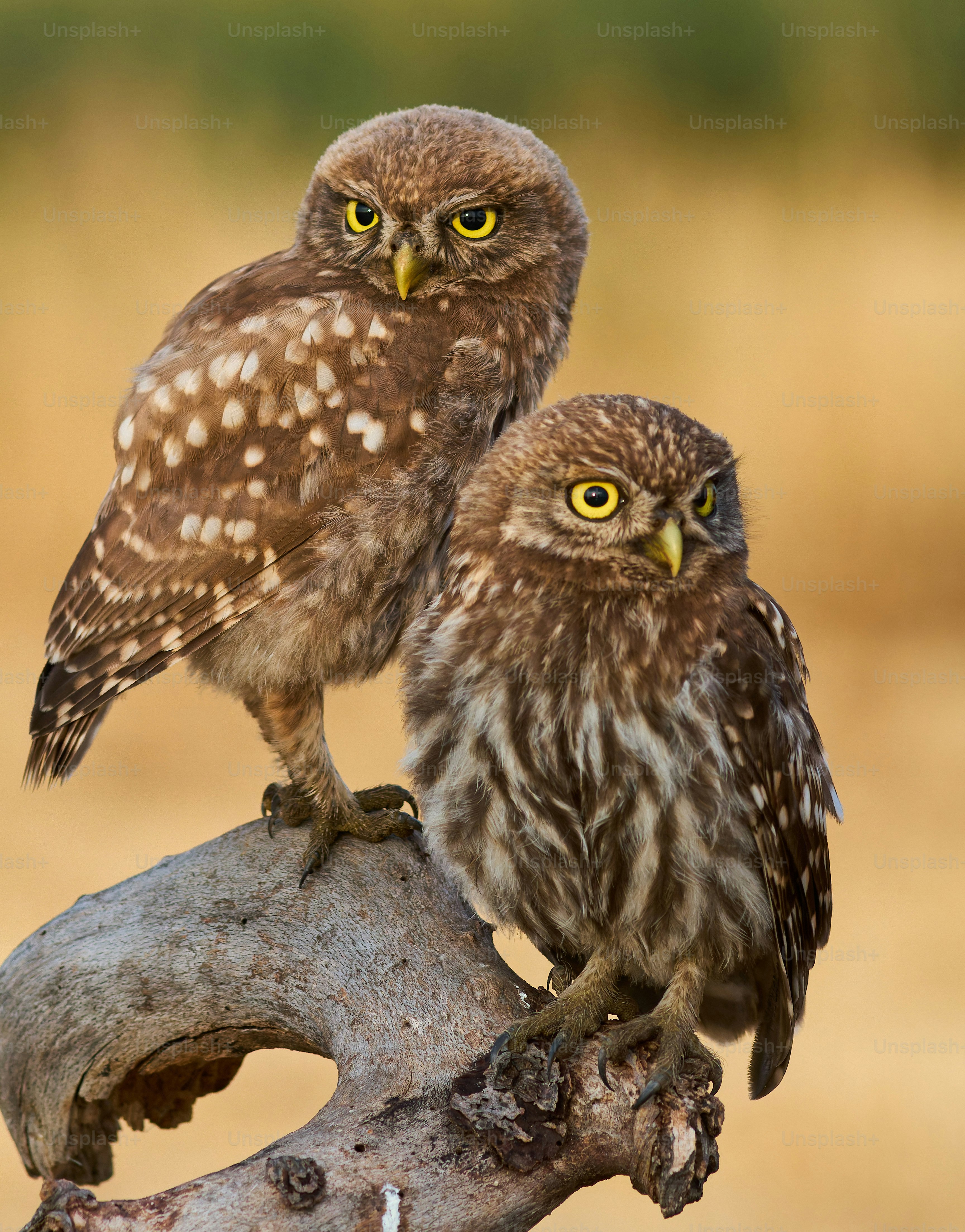 2羽のフクロウが木の枝にとまっていますの写真 – Unsplashの動物の画像