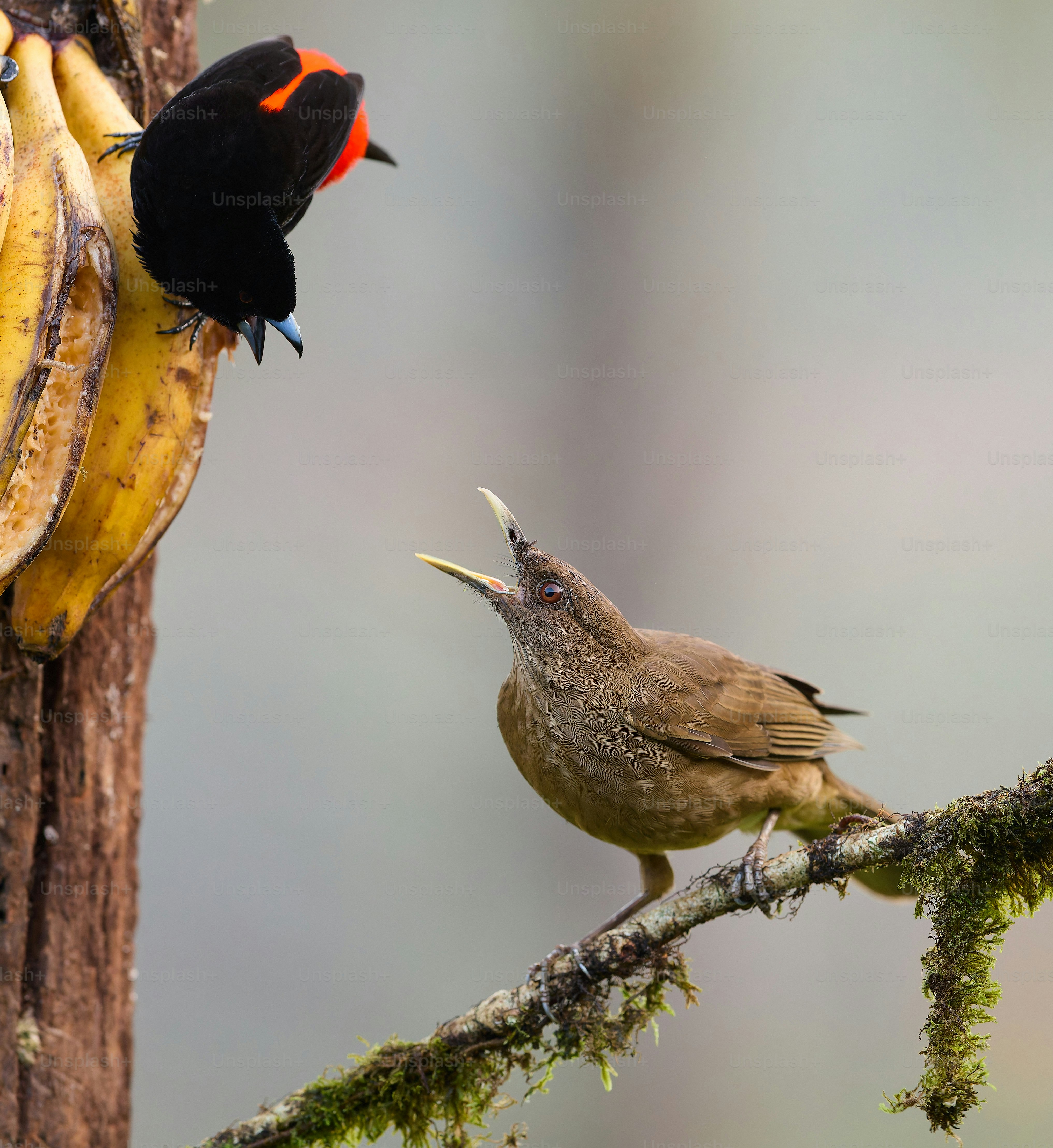 A couple of birds sitting on top of a tree