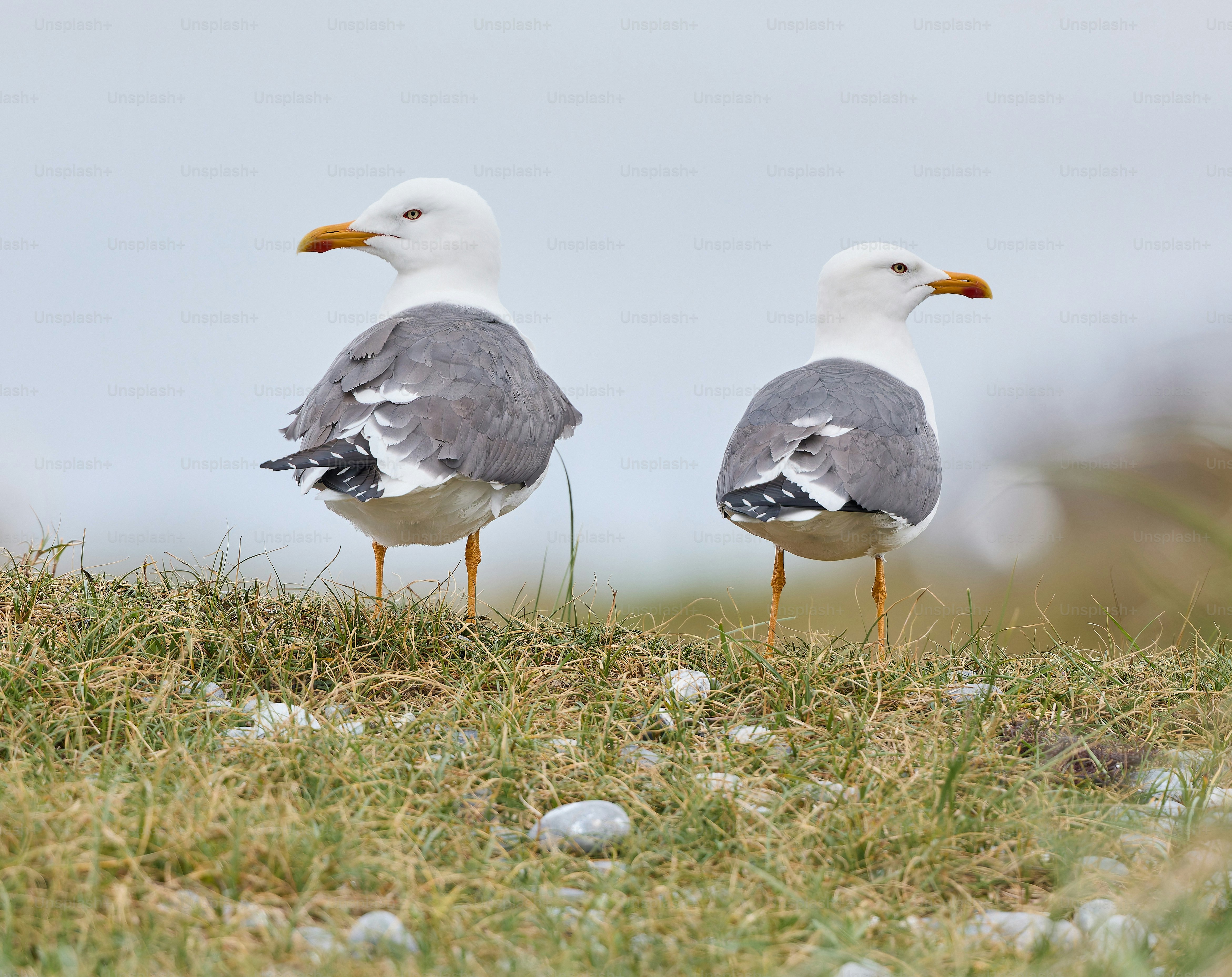Dos gaviotas están de pie en una colina cubierta de hierba