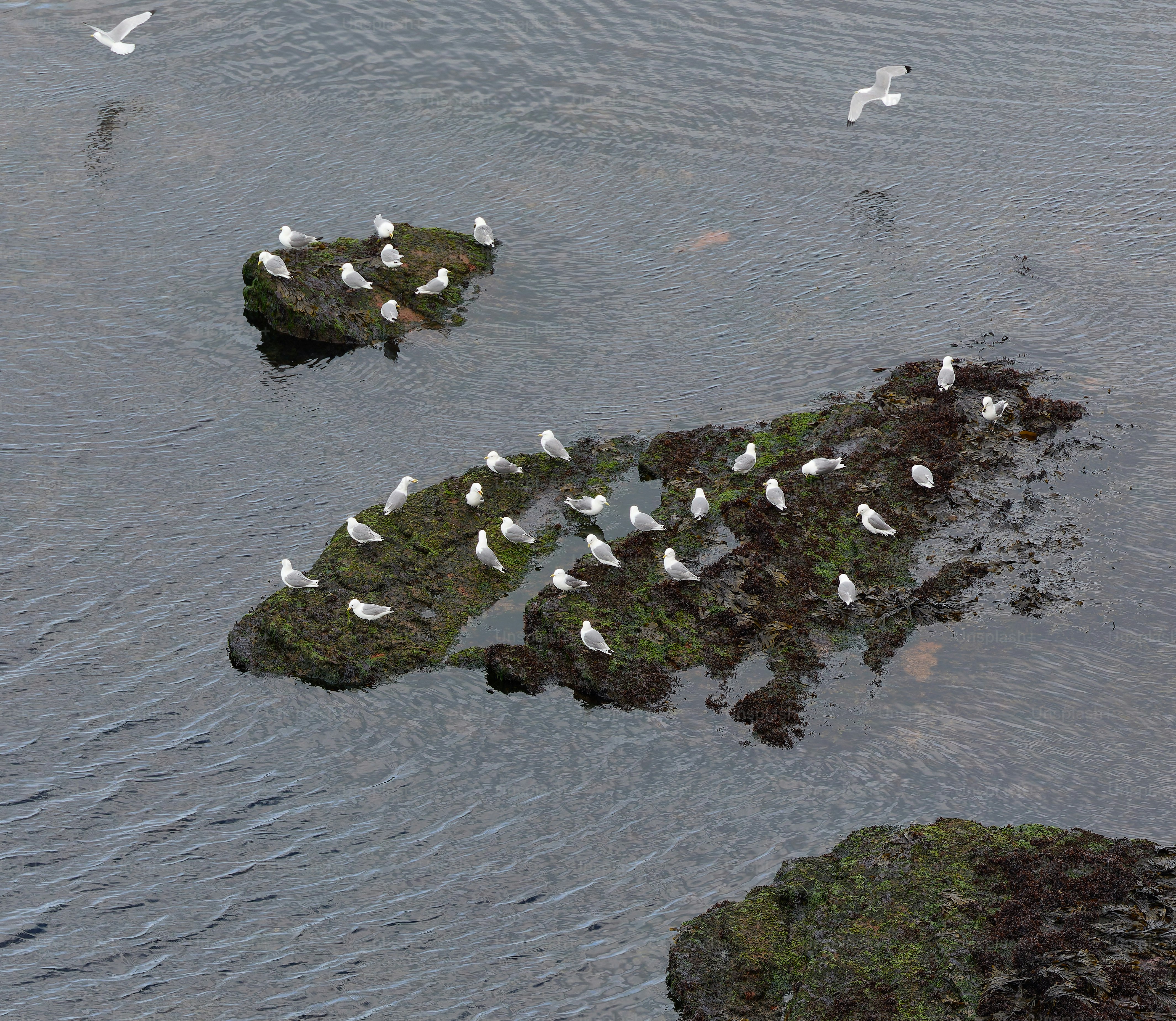 Ein Schwarm Möwen sitzt auf Felsen im Wasser