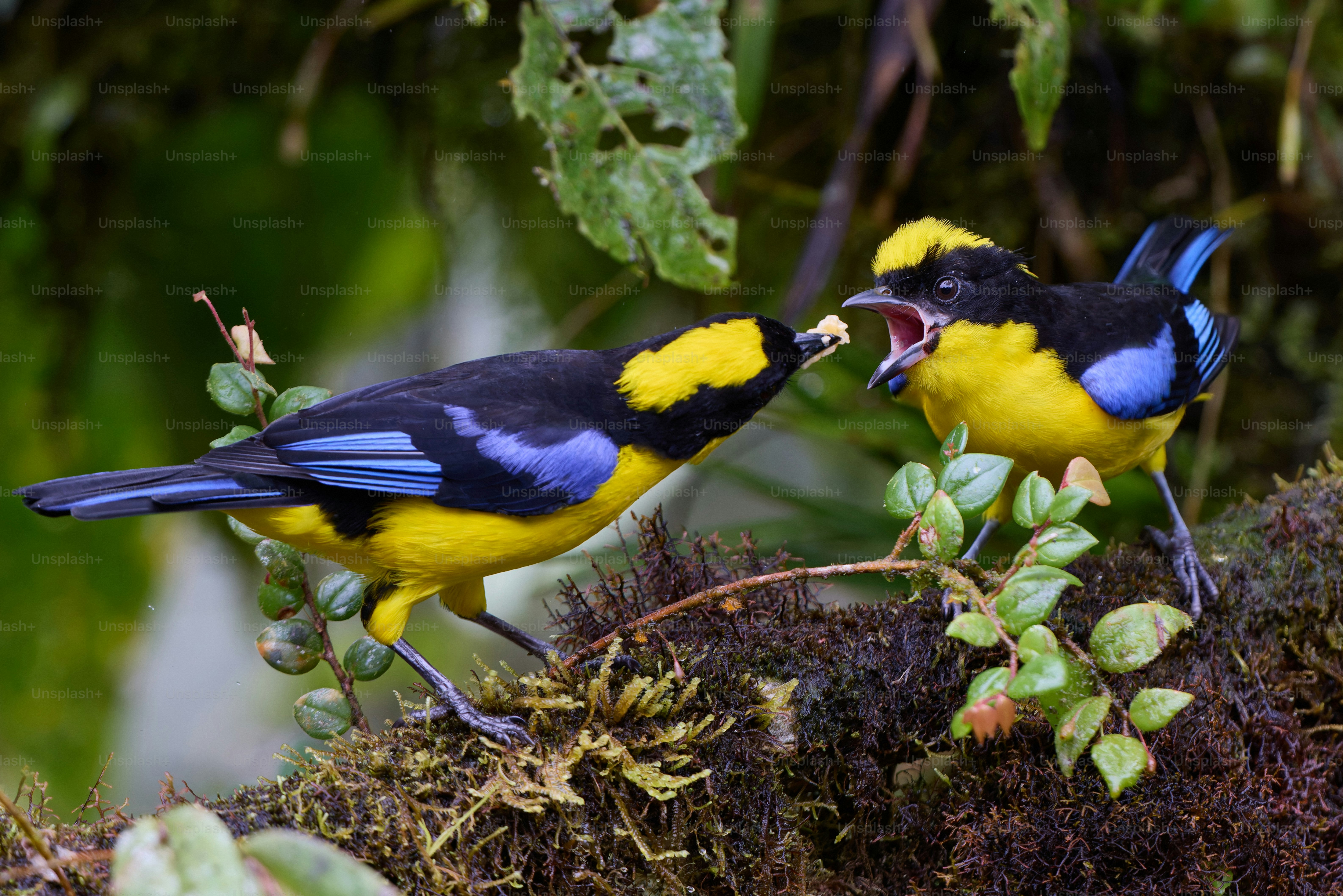 A couple of birds standing on top of a tree