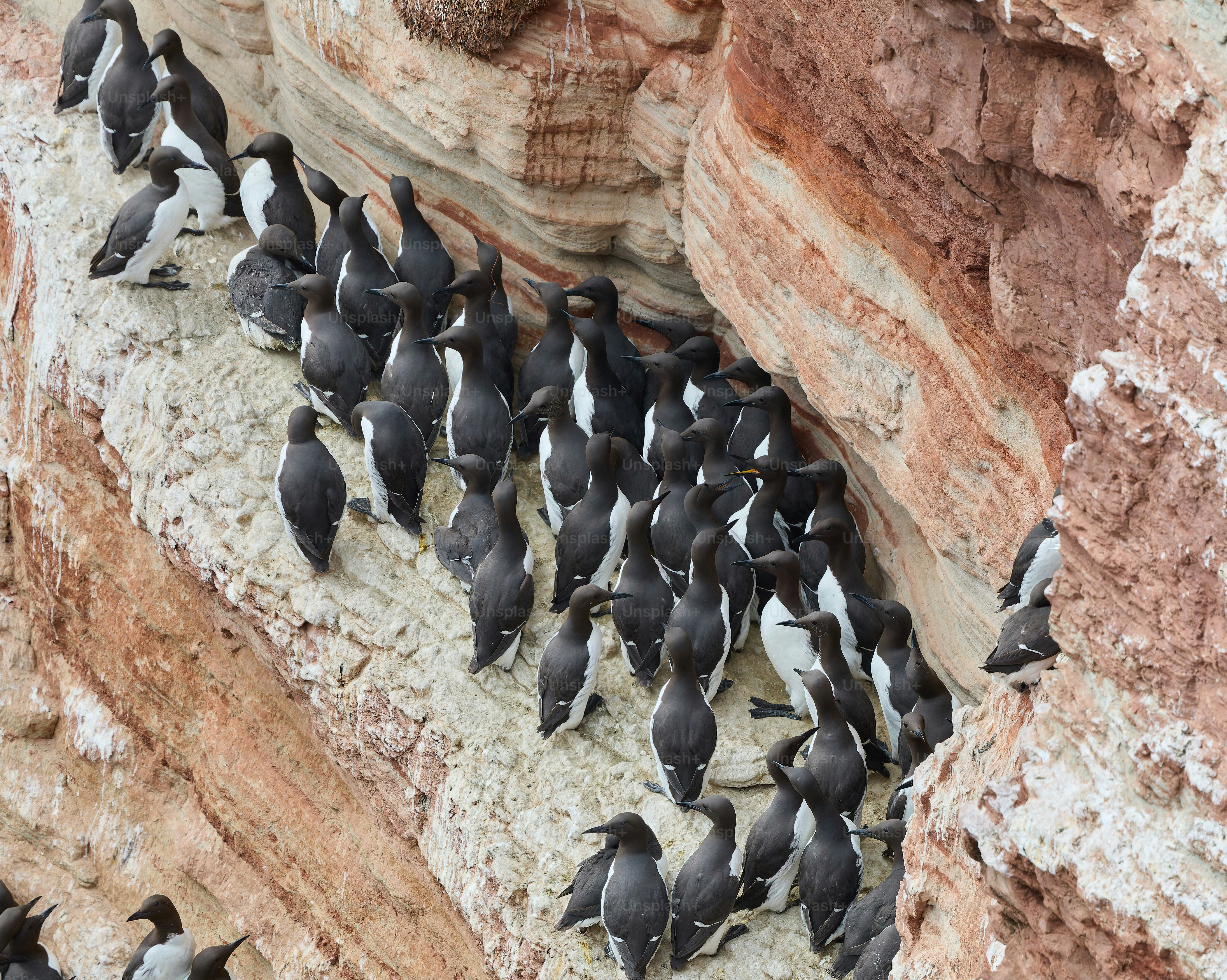 A flock of birds standing on top of a rocky cliff