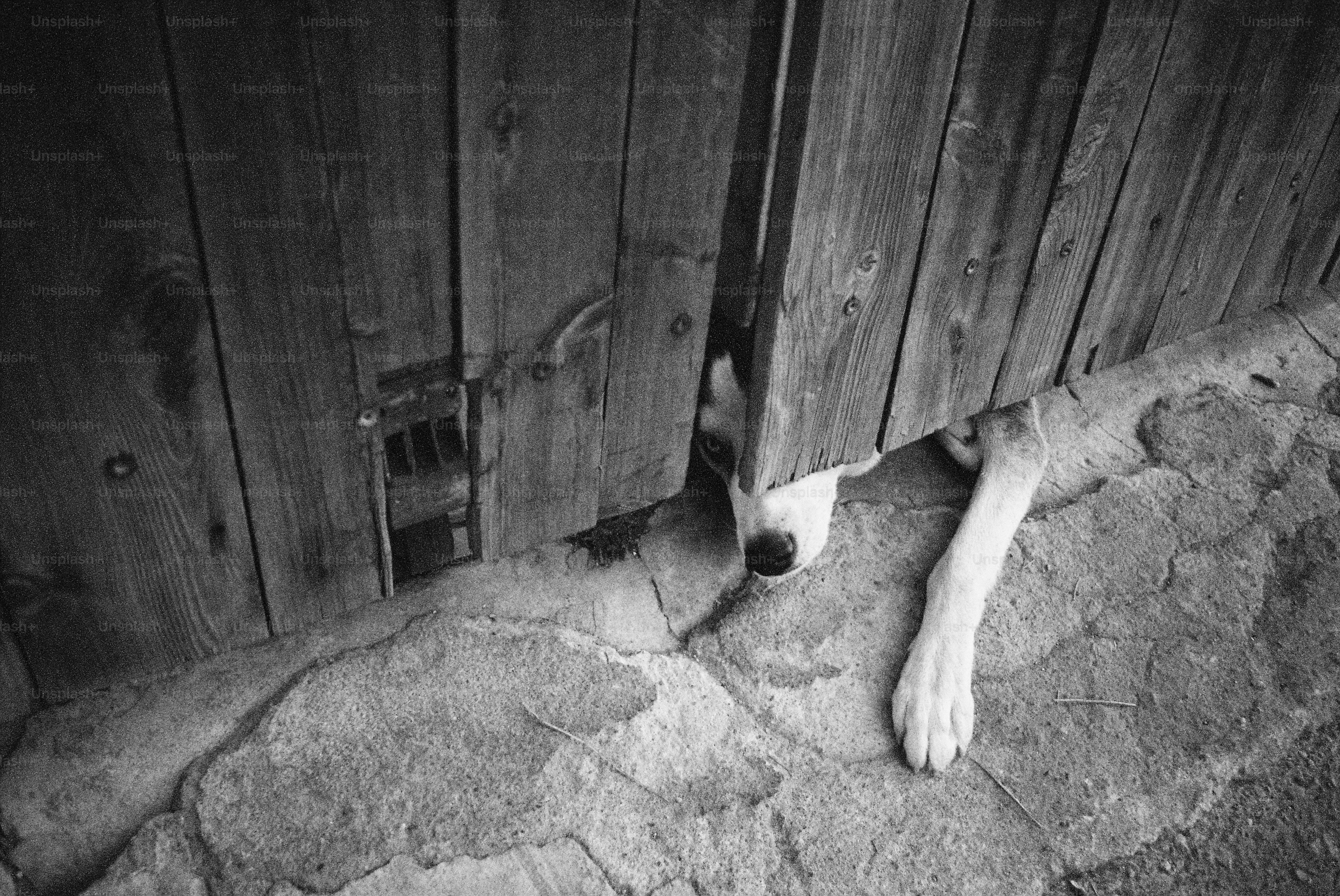 A black and white photo of a dog's paw sticking out of a door