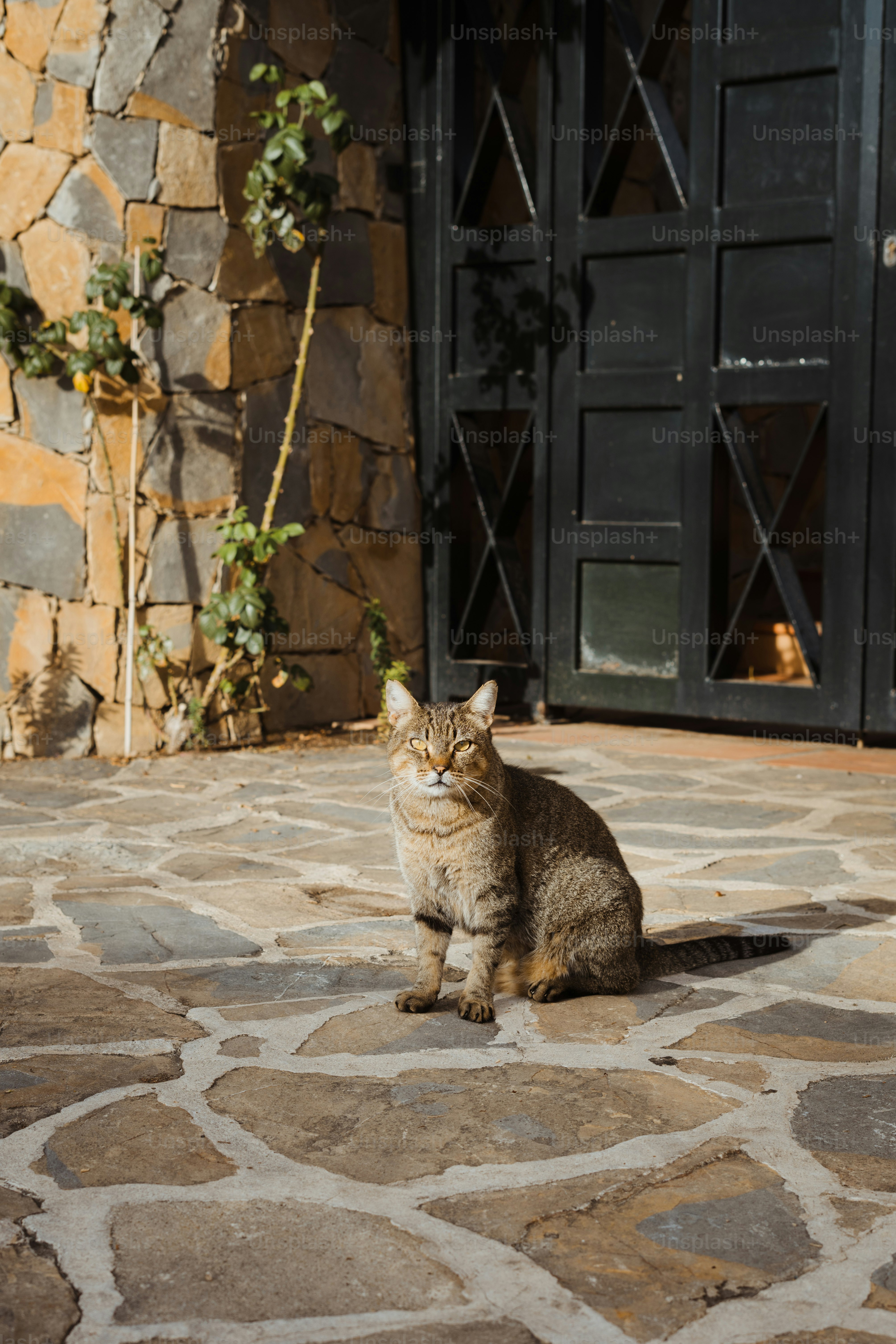 A cat sitting on a stone patio next to a door