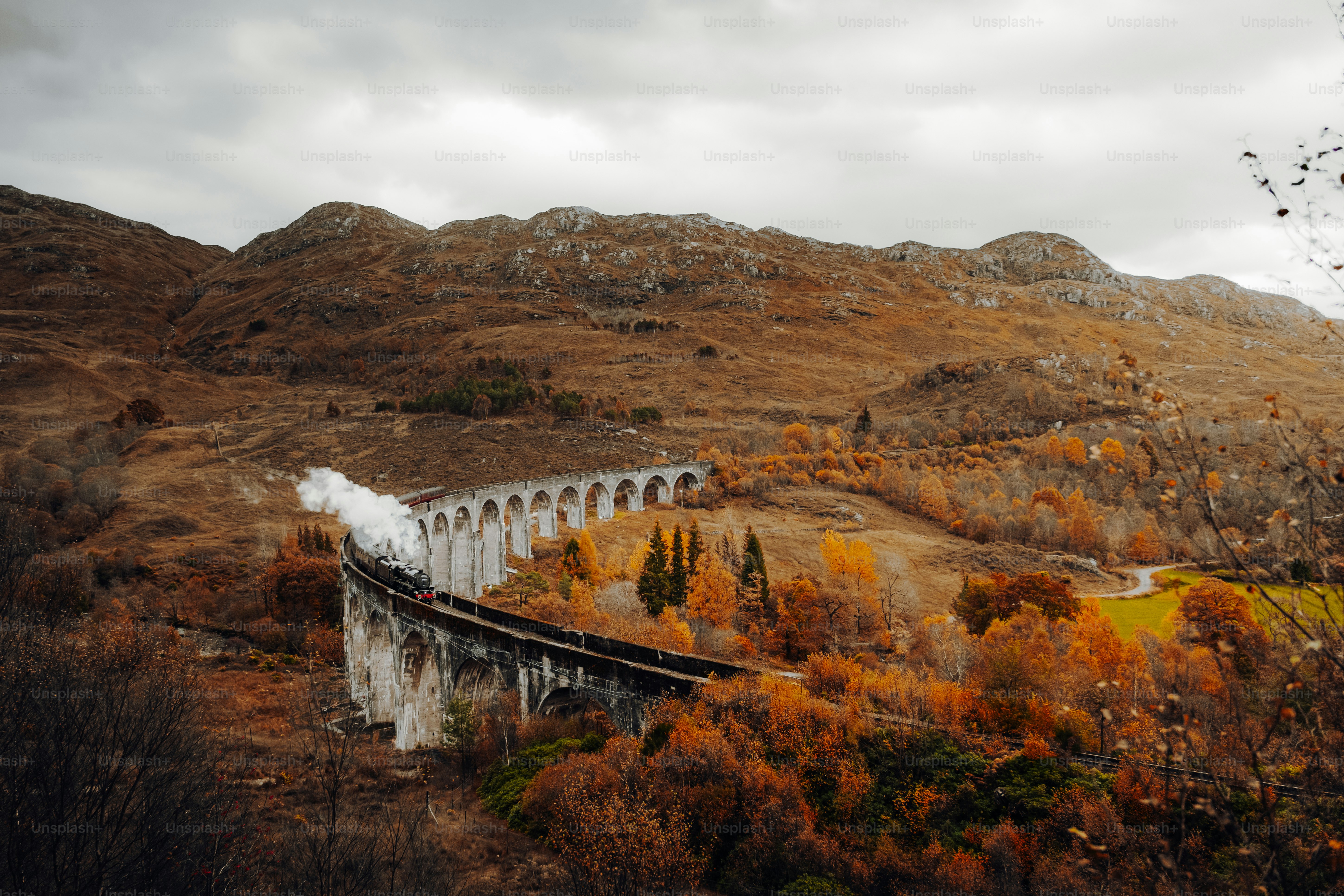 A train traveling through a lush green countryside