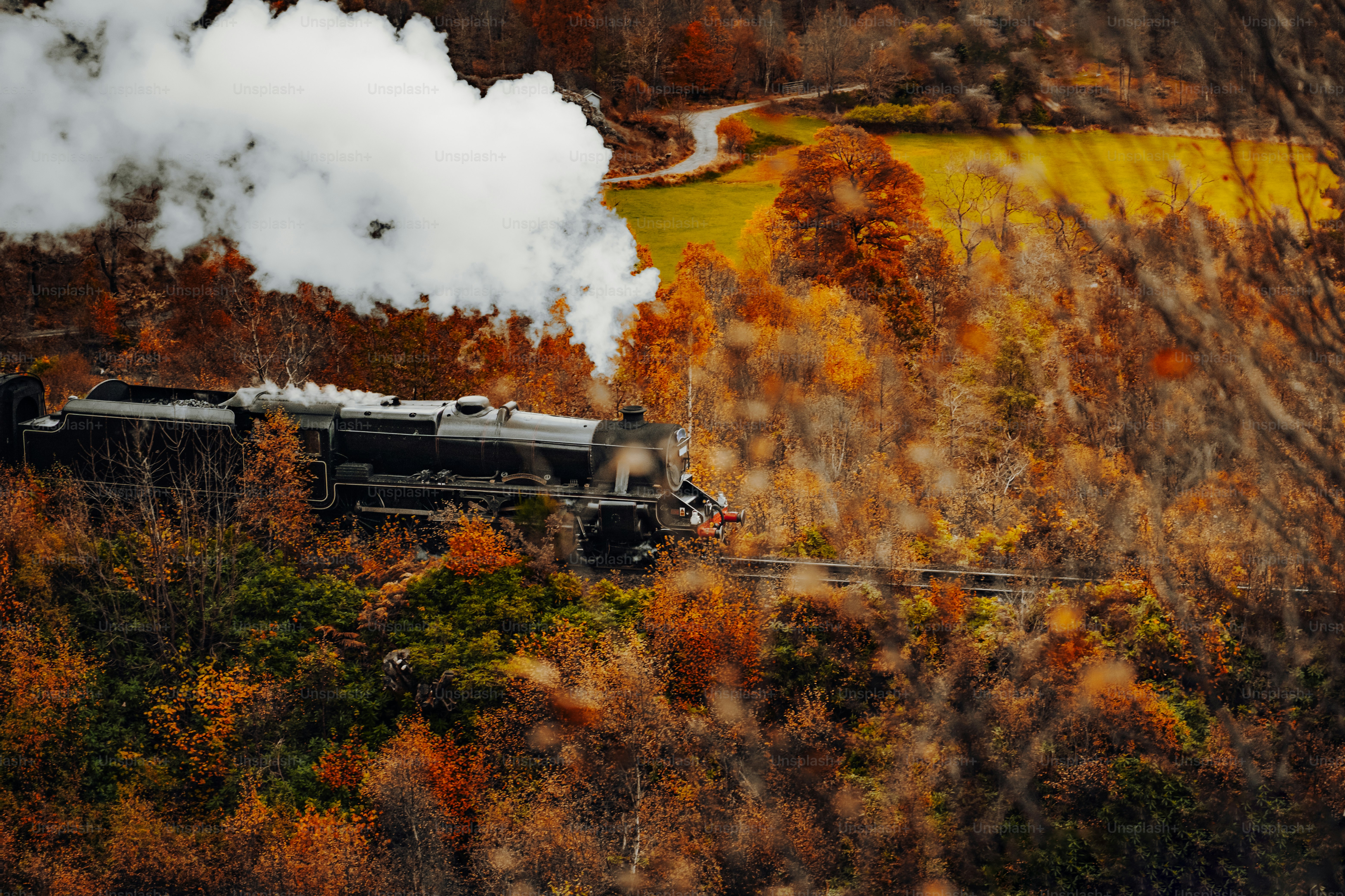 A train traveling through a lush green forest