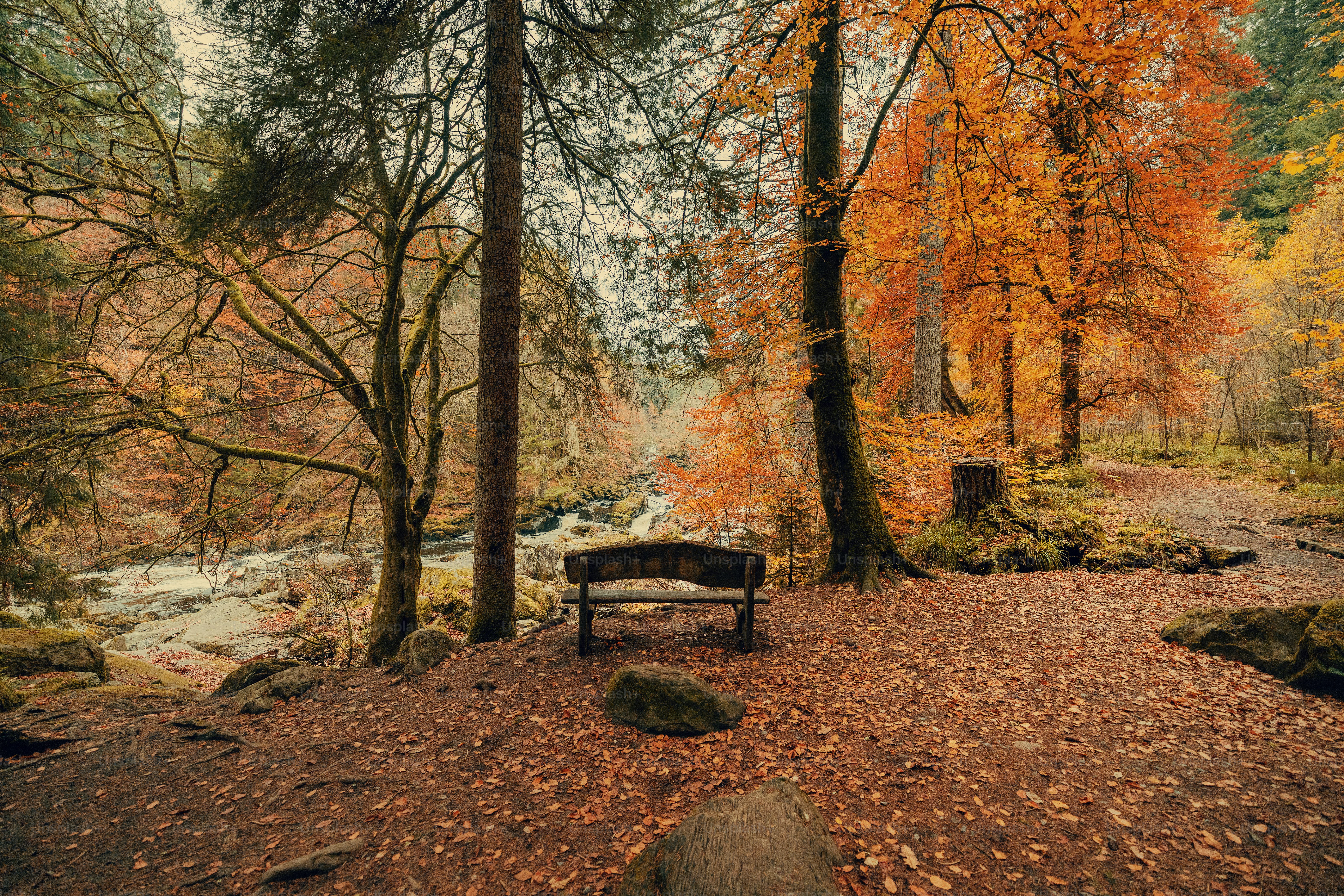 Eine Bank mitten im Wald