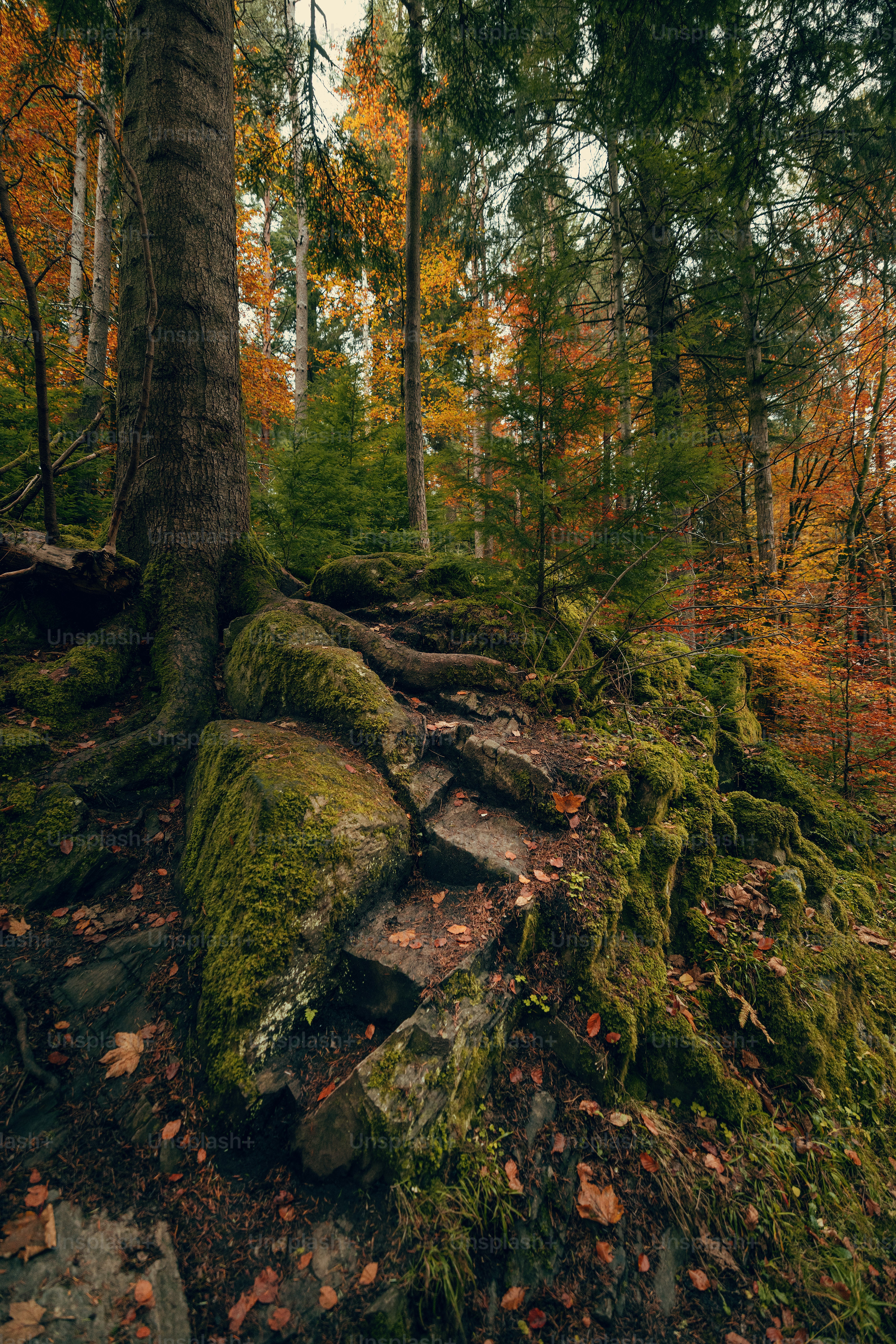 A moss covered tree in the middle of a forest
