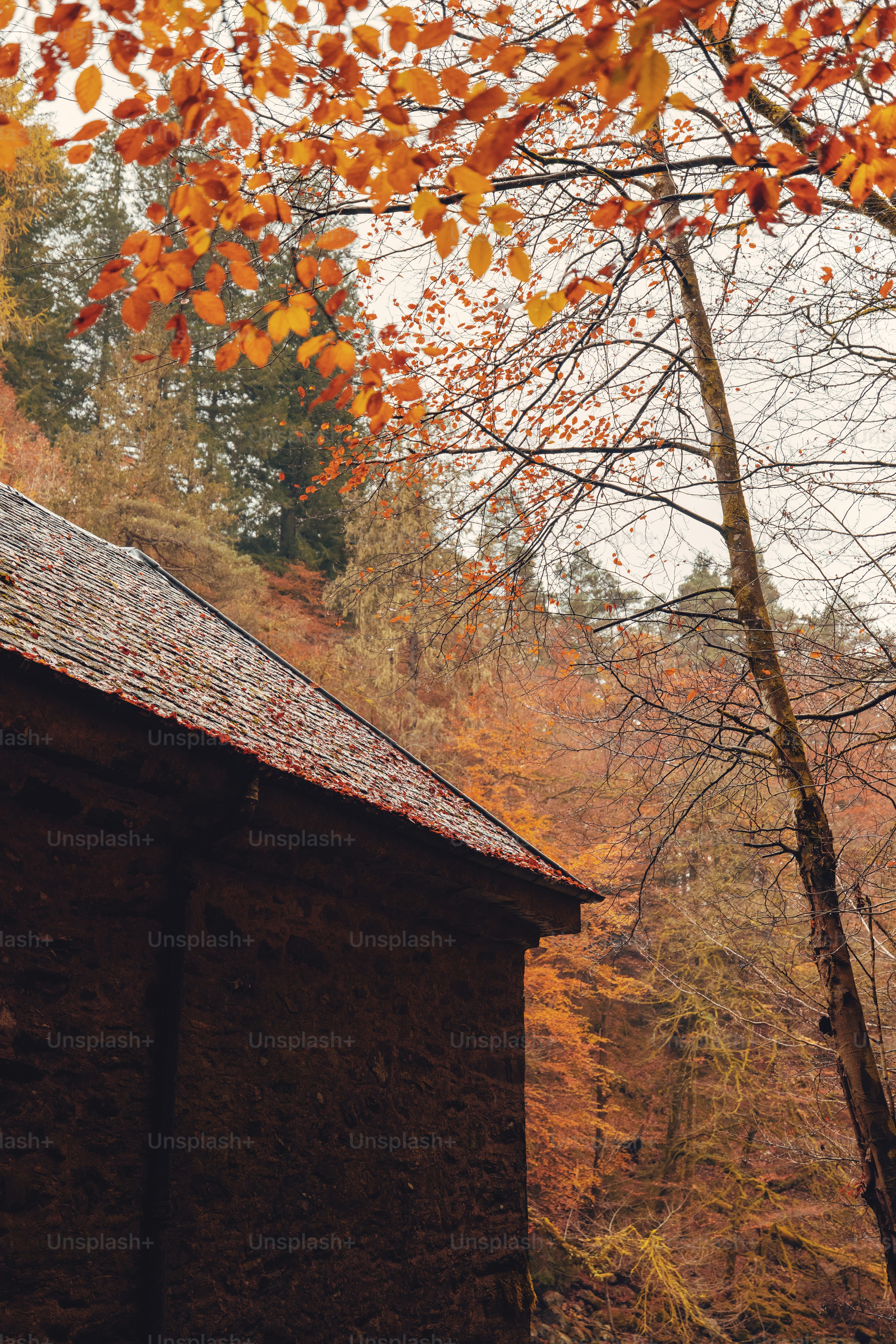 A small building in the middle of a forest
