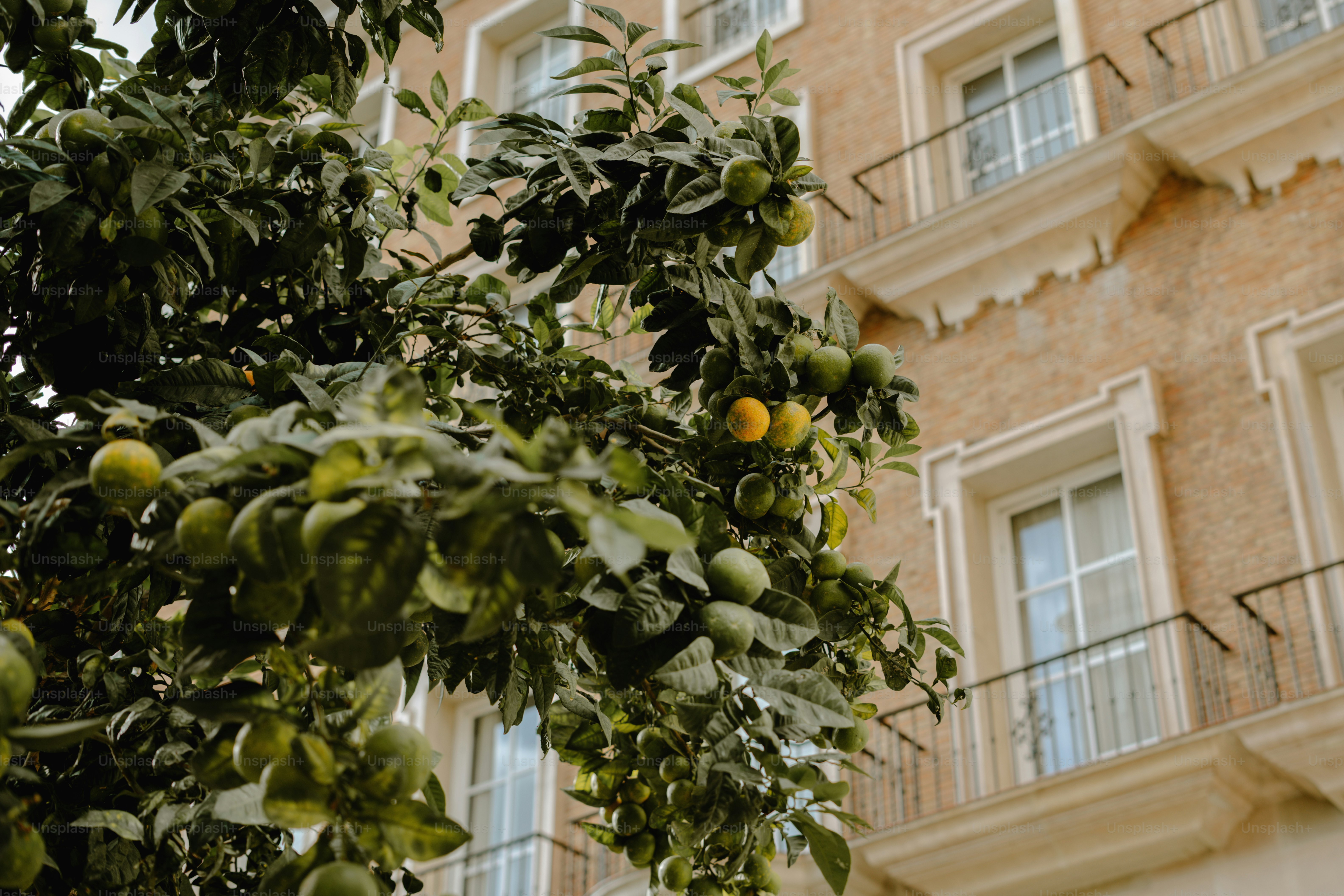 Un albero di arancio davanti a un edificio