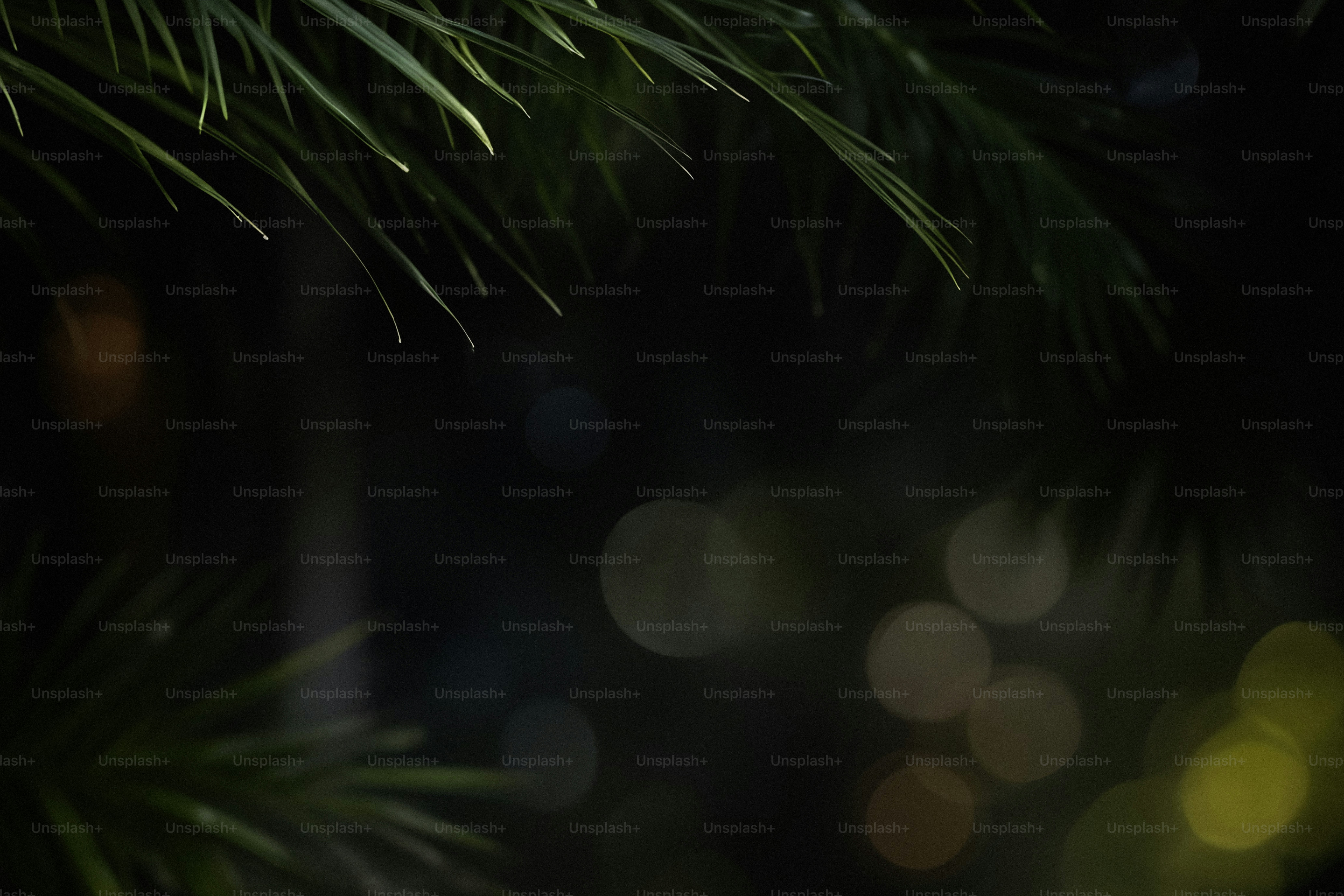 A close up of a pine tree with a blurry background