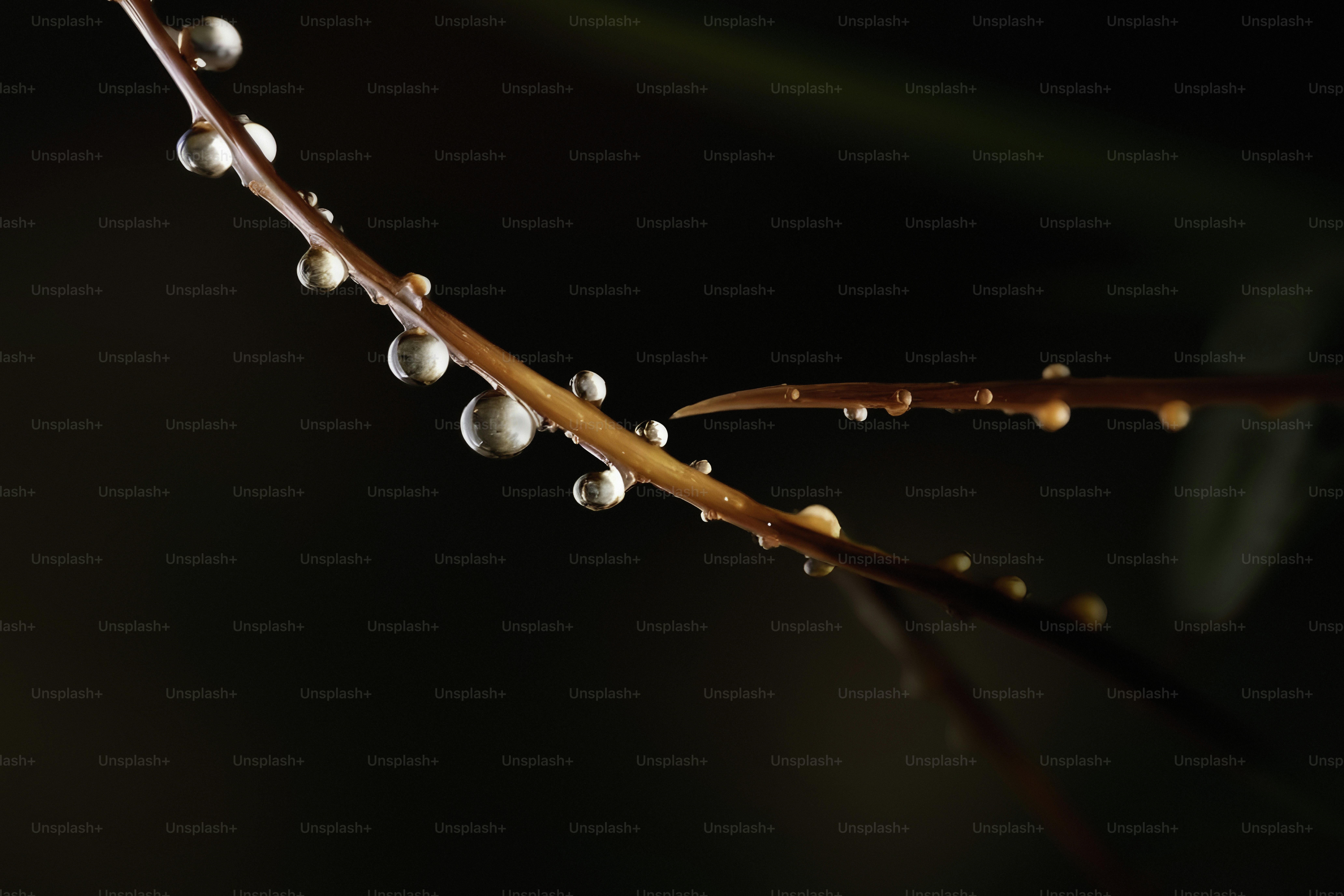 Un primo piano di una pianta con gocce d'acqua su di essa