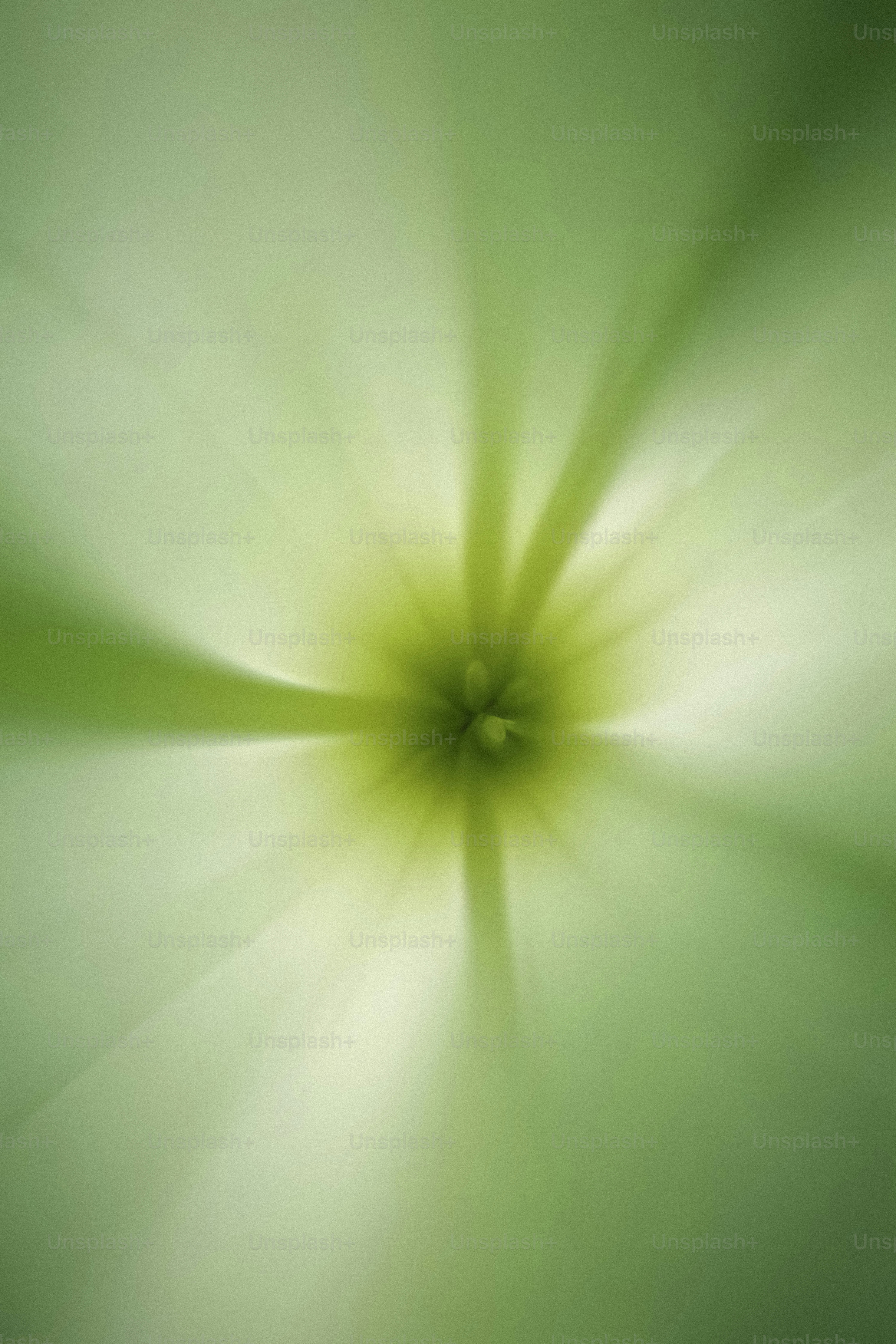 Una foto sfocata di un fiore verde