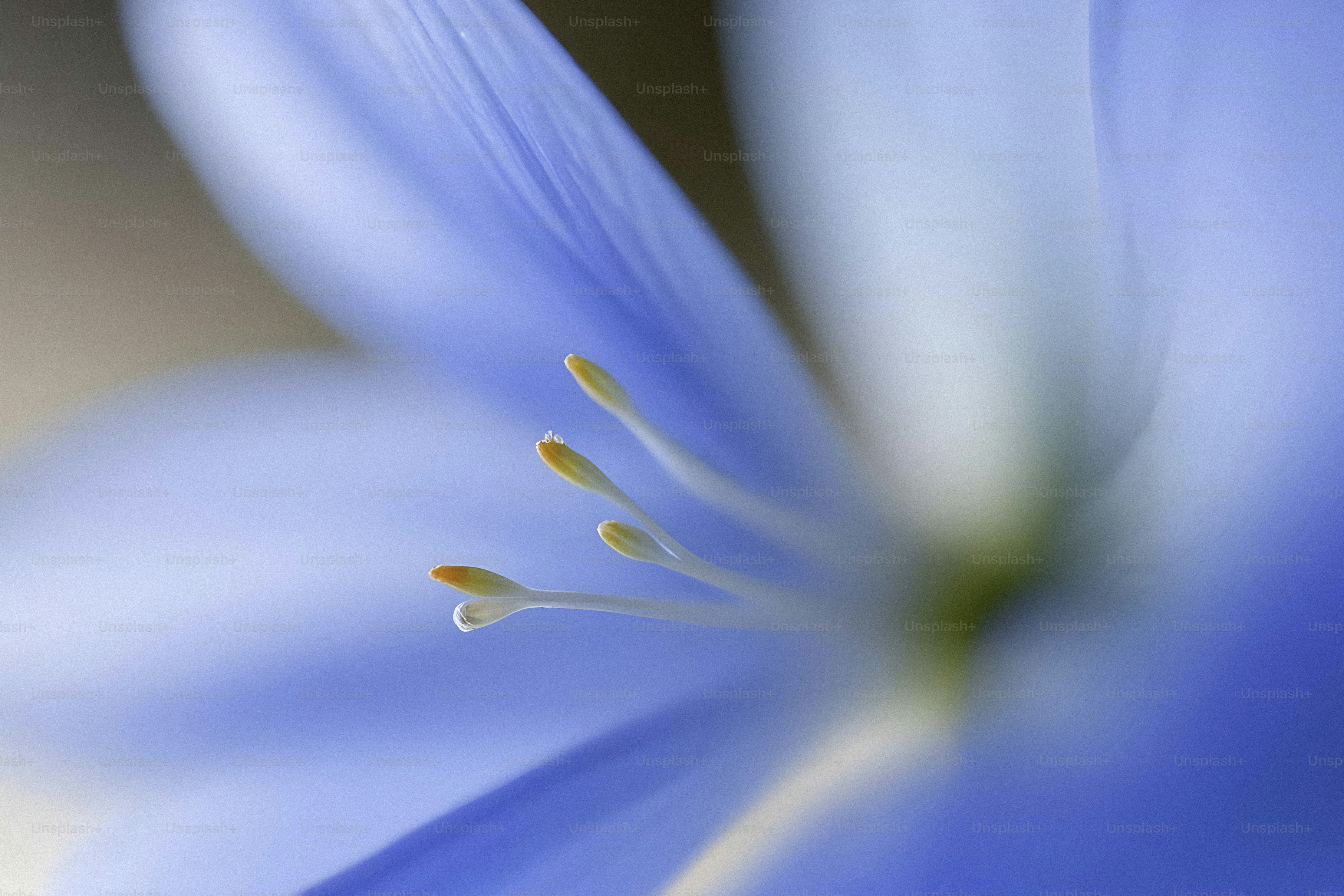 Un primo piano di un fiore blu con uno sfondo sfocato