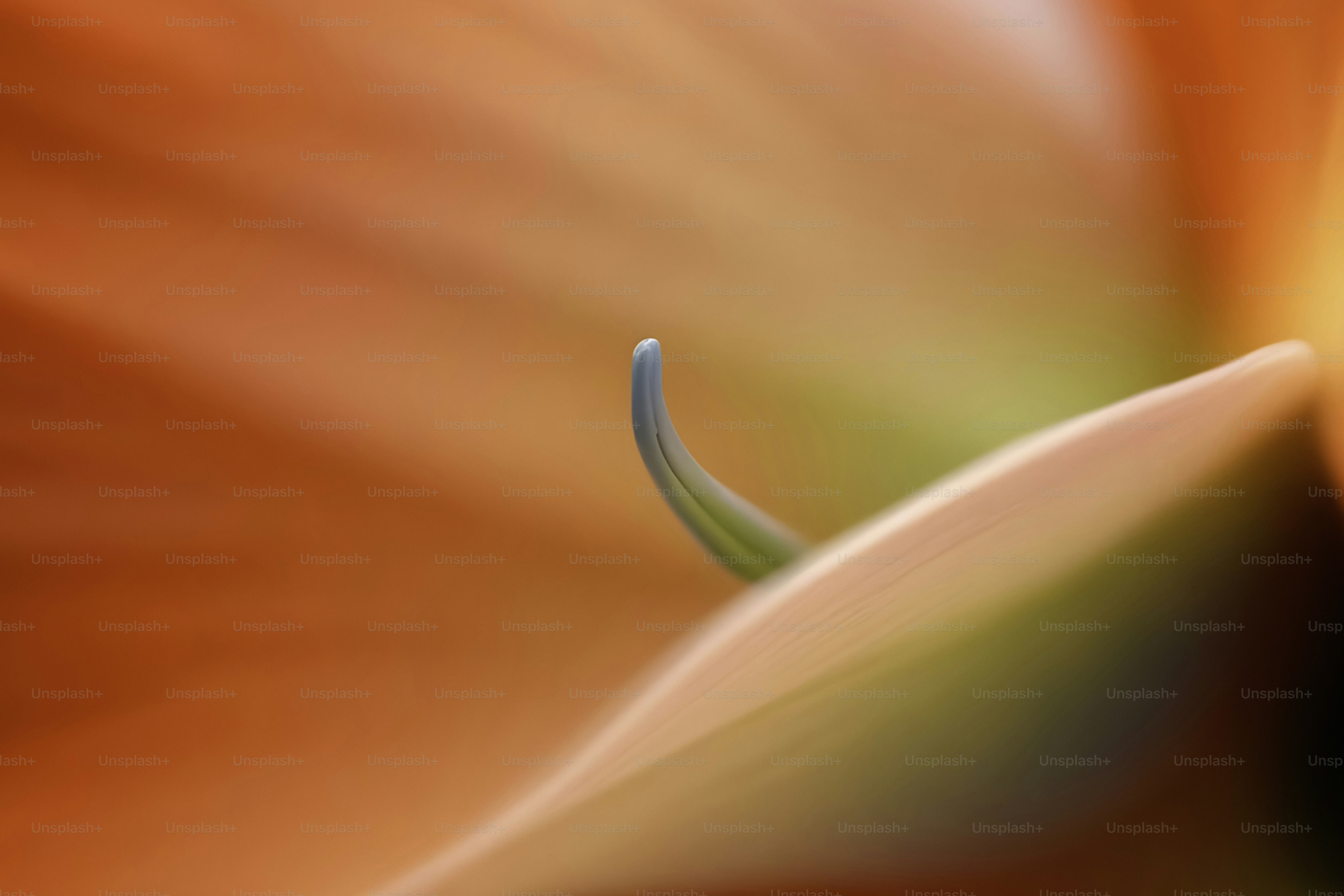 Un primer plano de una flor con un fondo borroso
