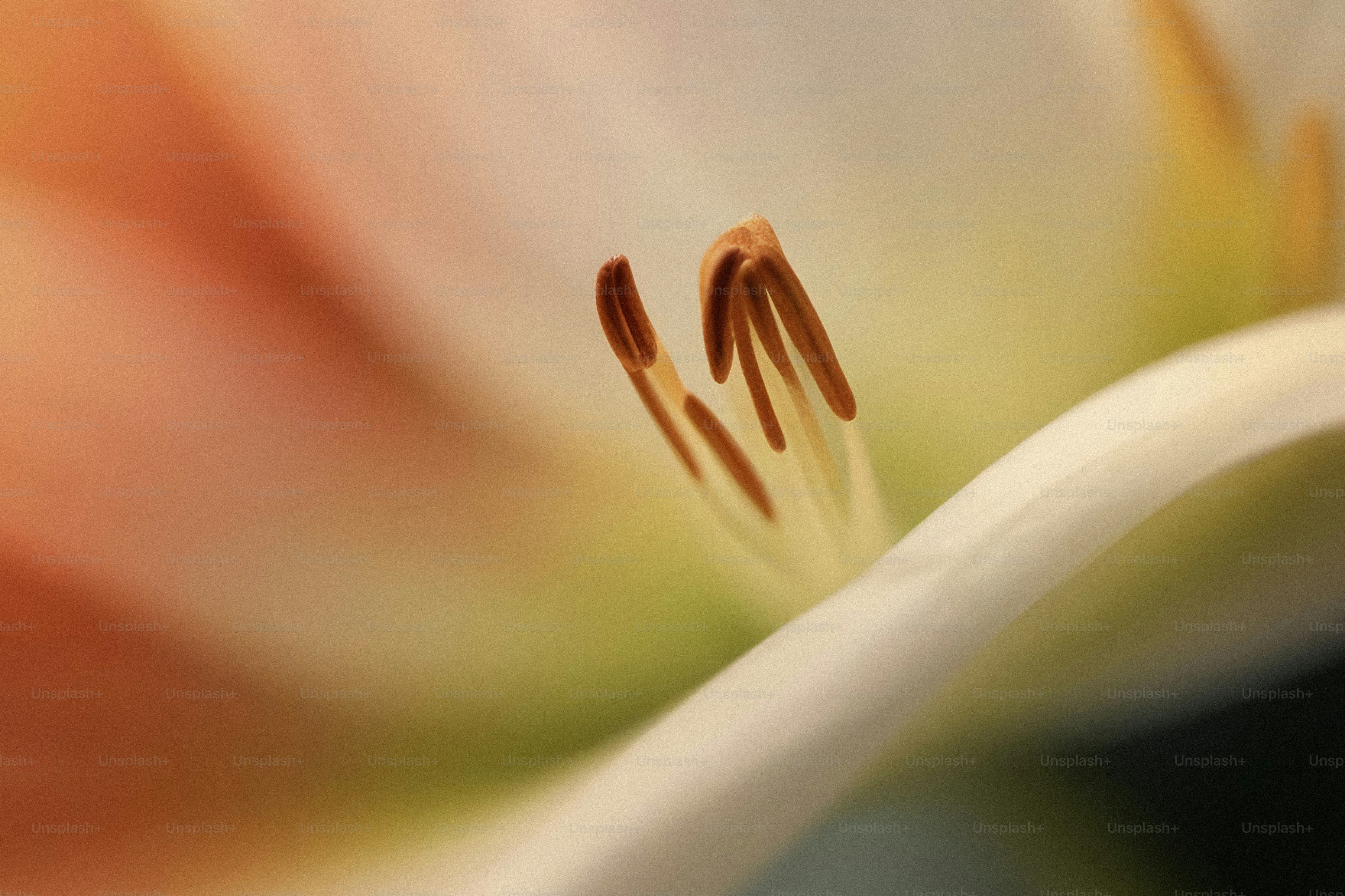 A close up of a flower with a blurry background