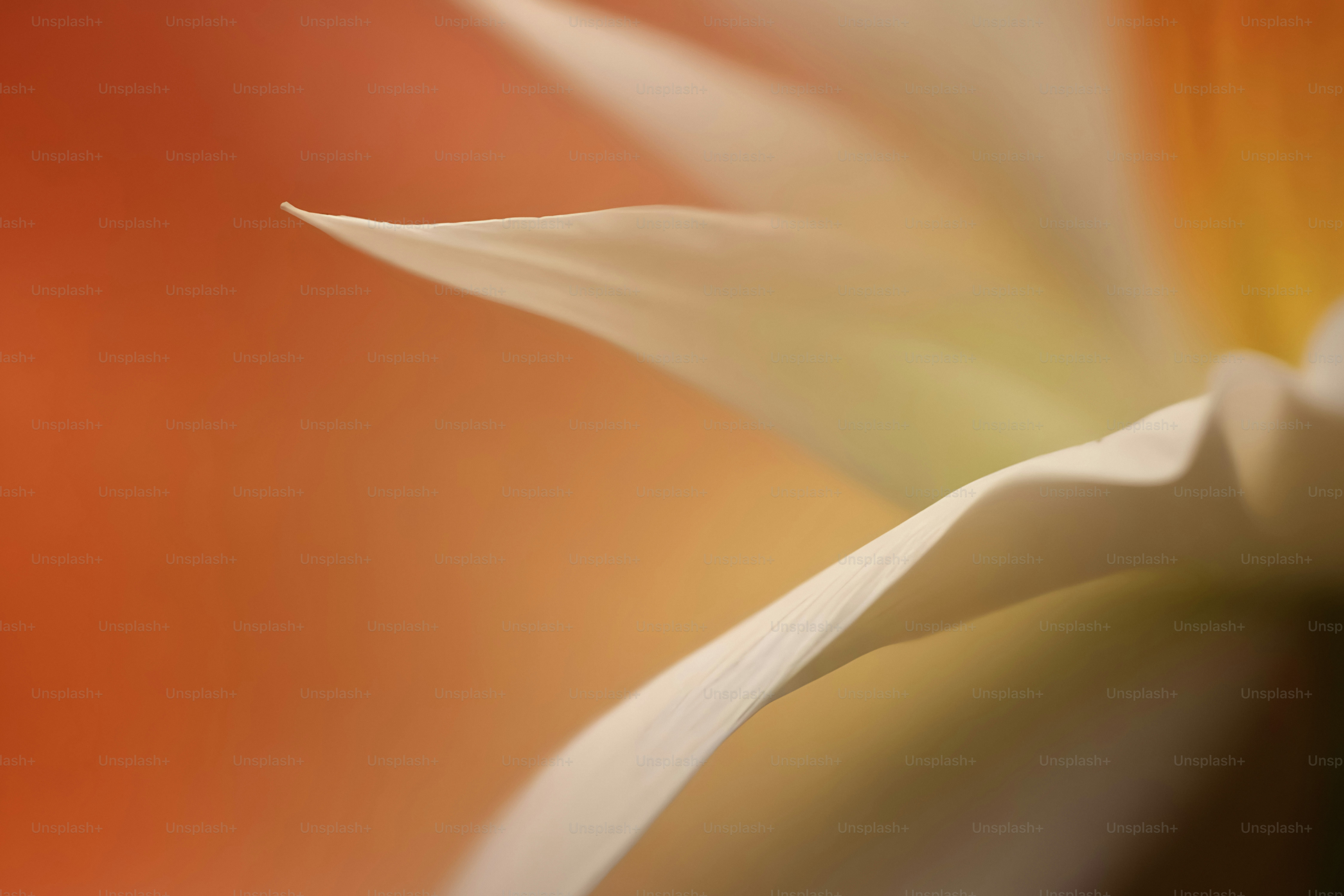 Un primo piano di un fiore con uno sfondo sfocato