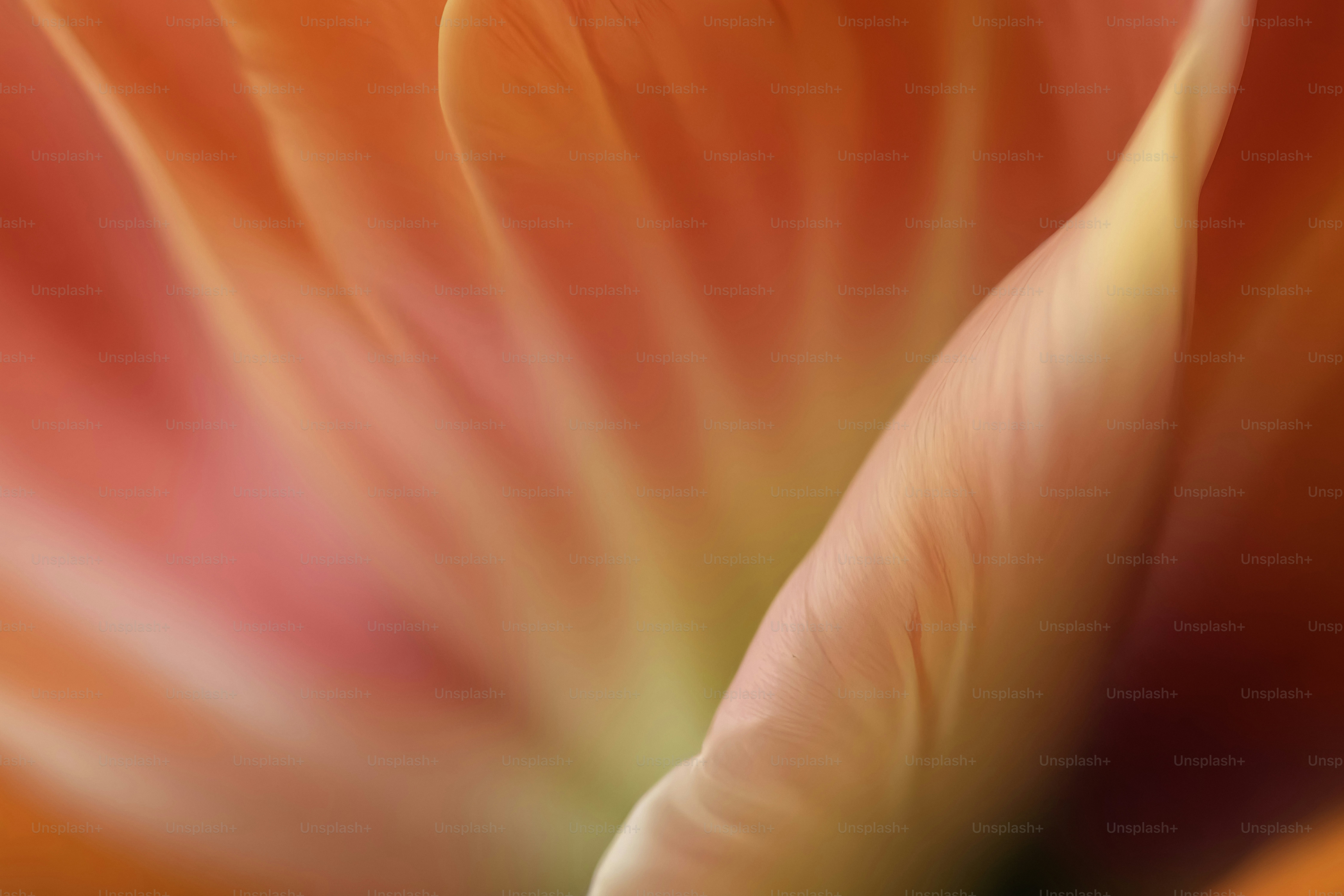 Un primer plano de una flor rosa y naranja