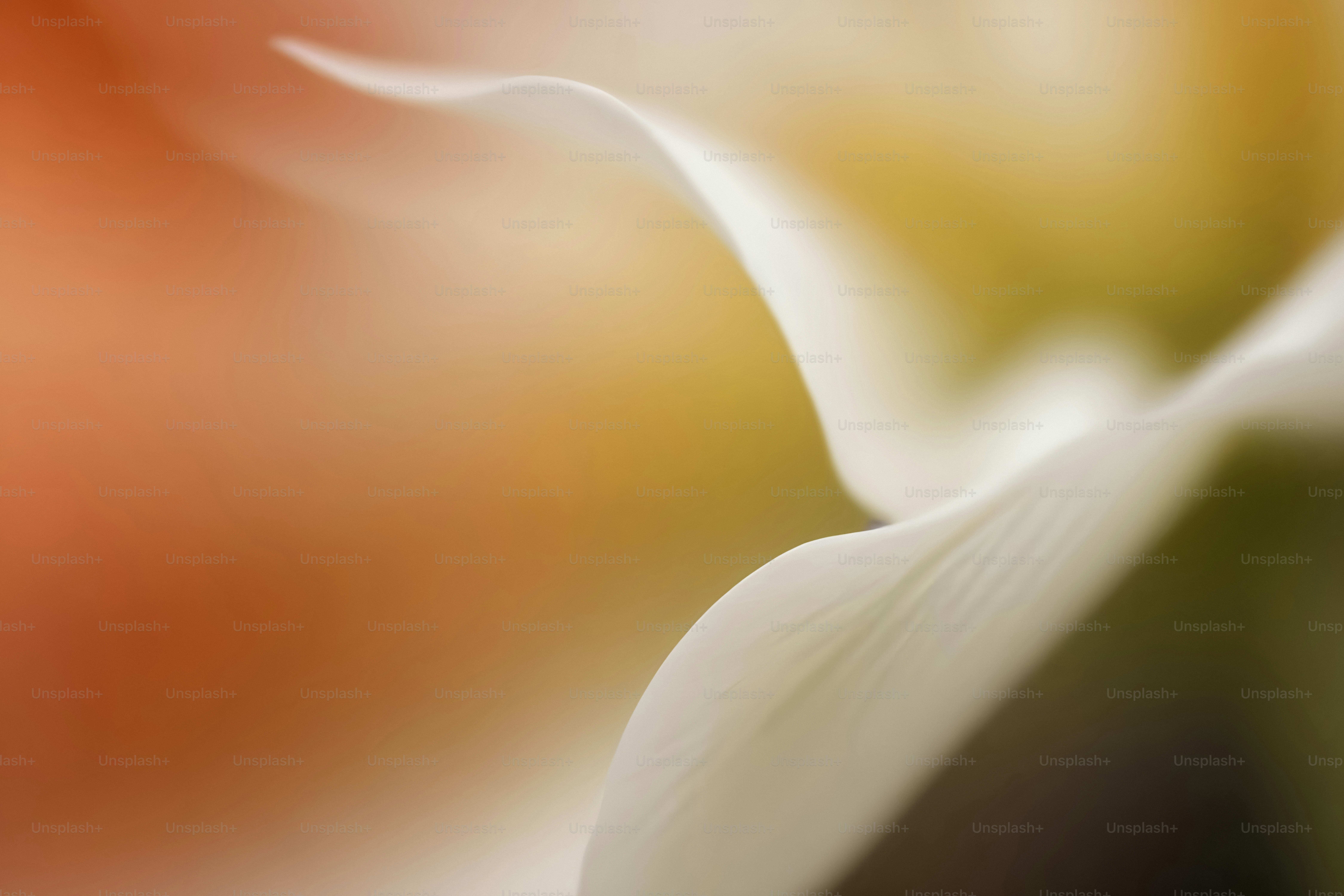 Un primer plano de una flor con un fondo borroso