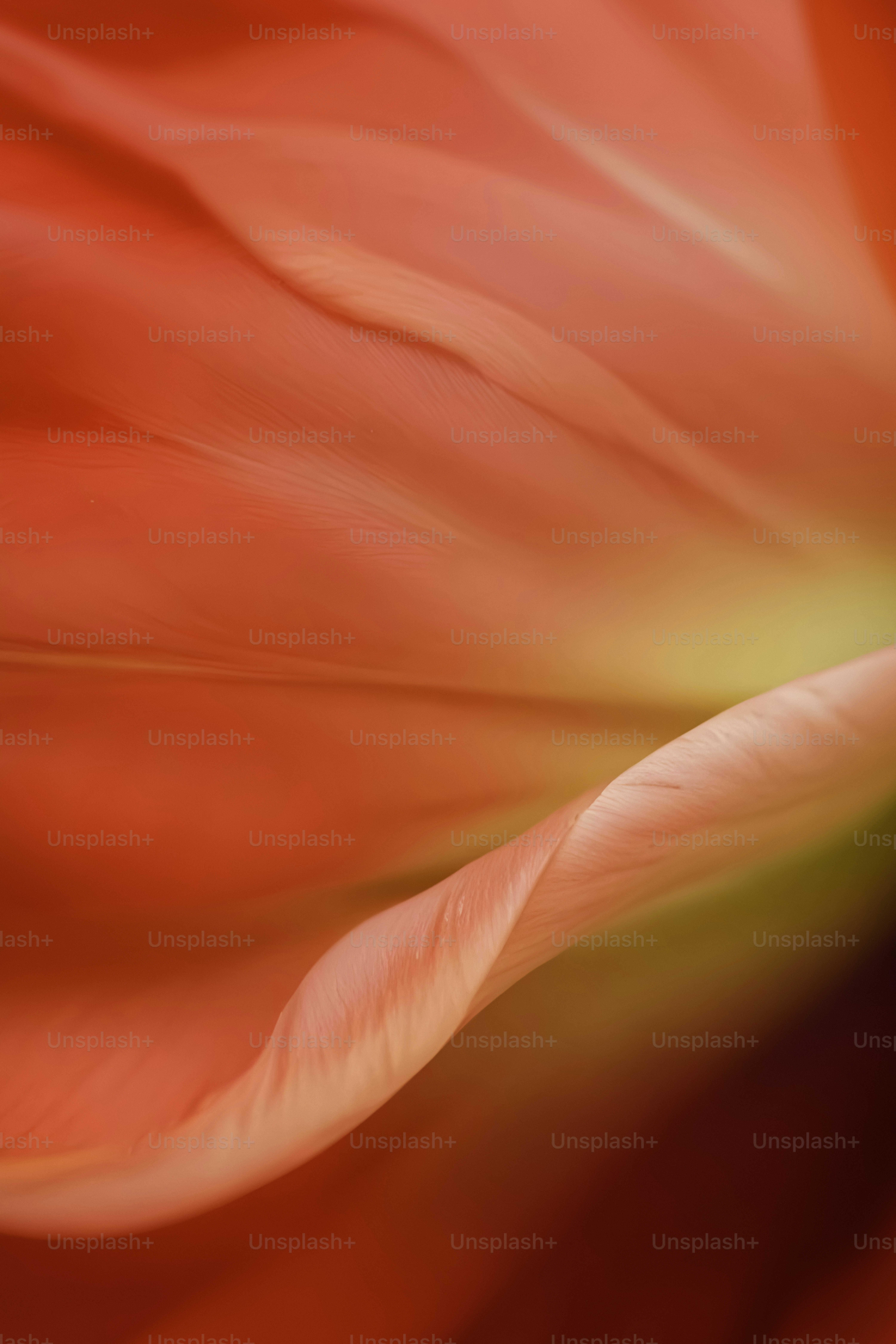 Nahaufnahme einer roten Blume mit verschwommenem Hintergrund