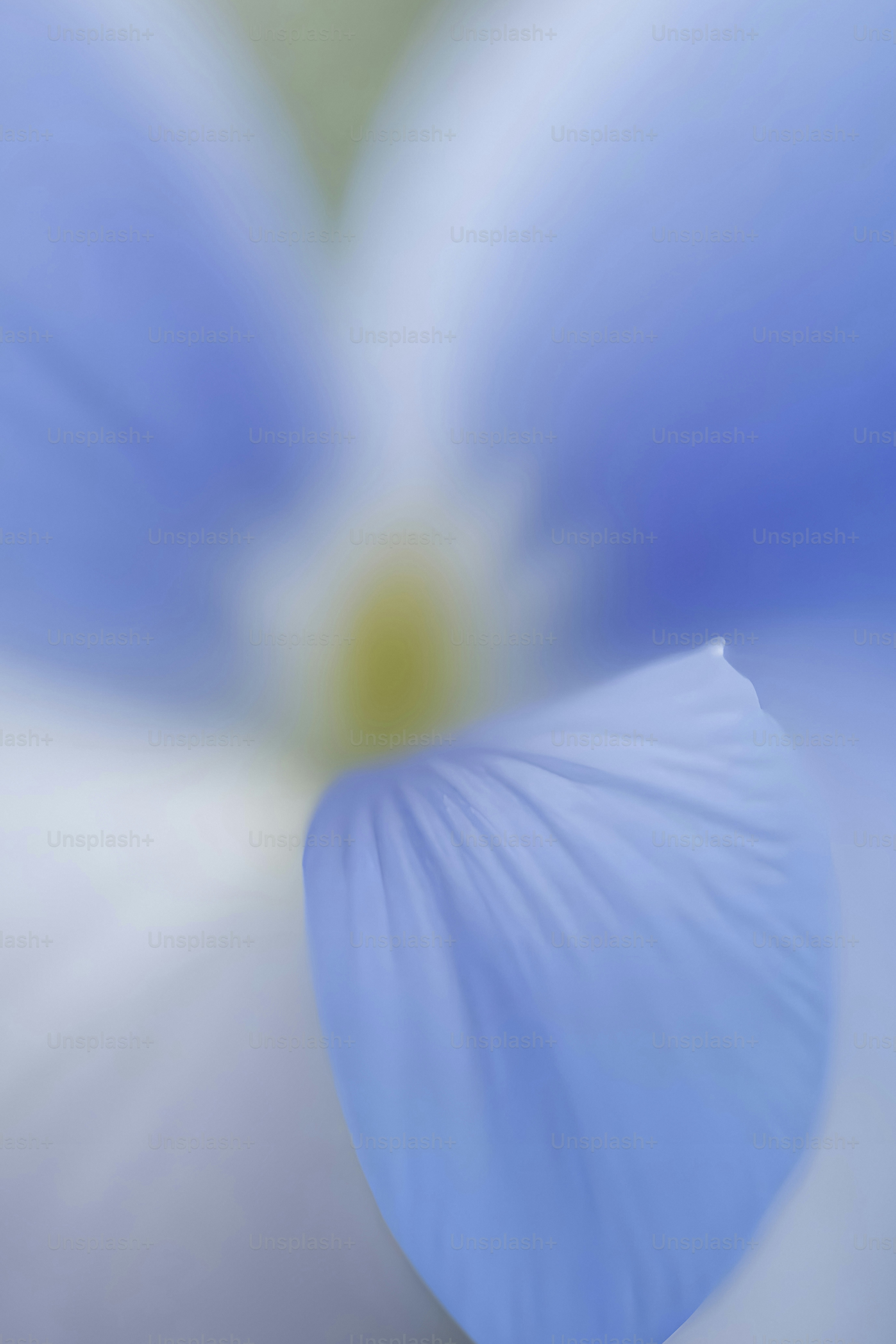 A close up of a blue and white flower