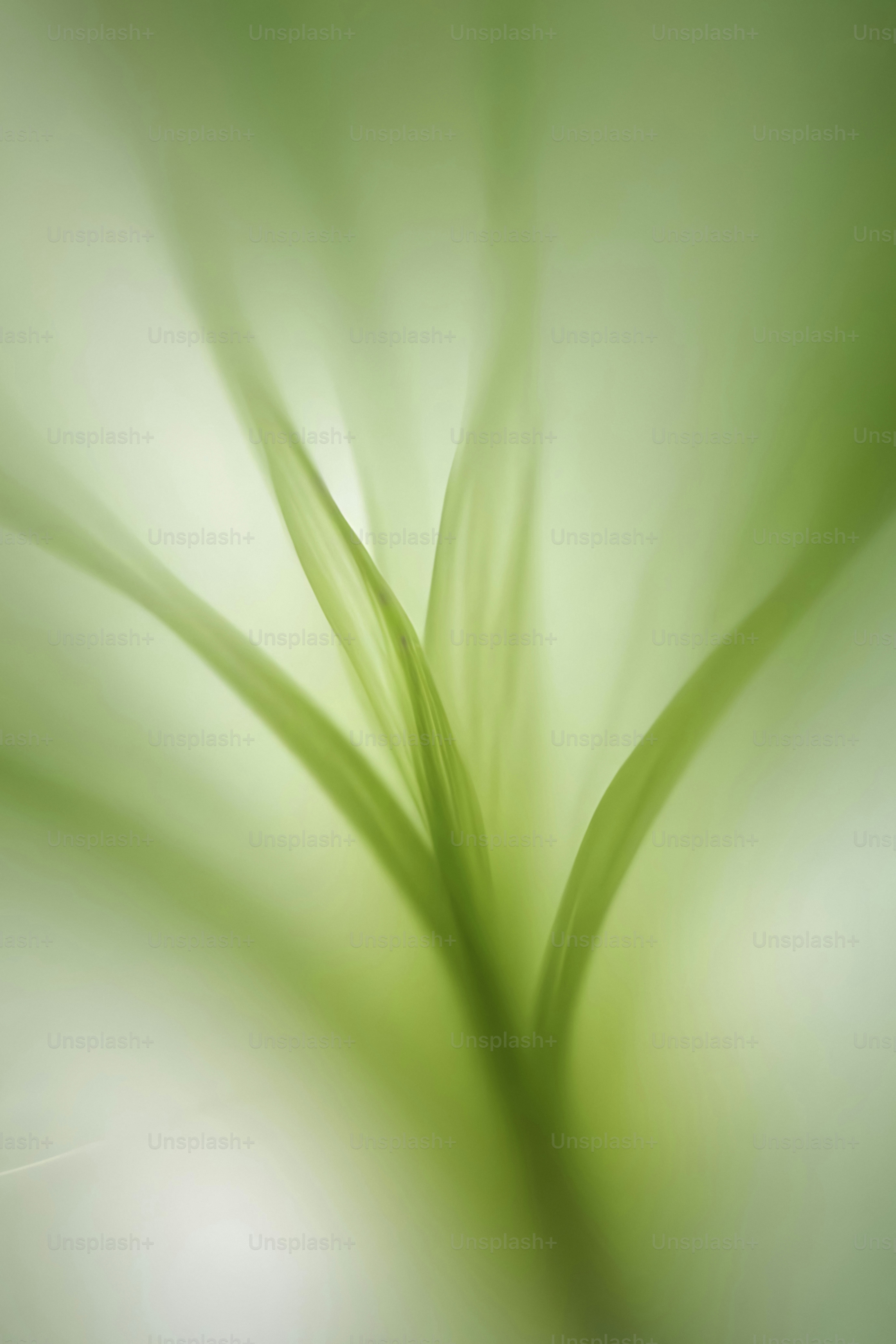 緑の花のぼやけた写真