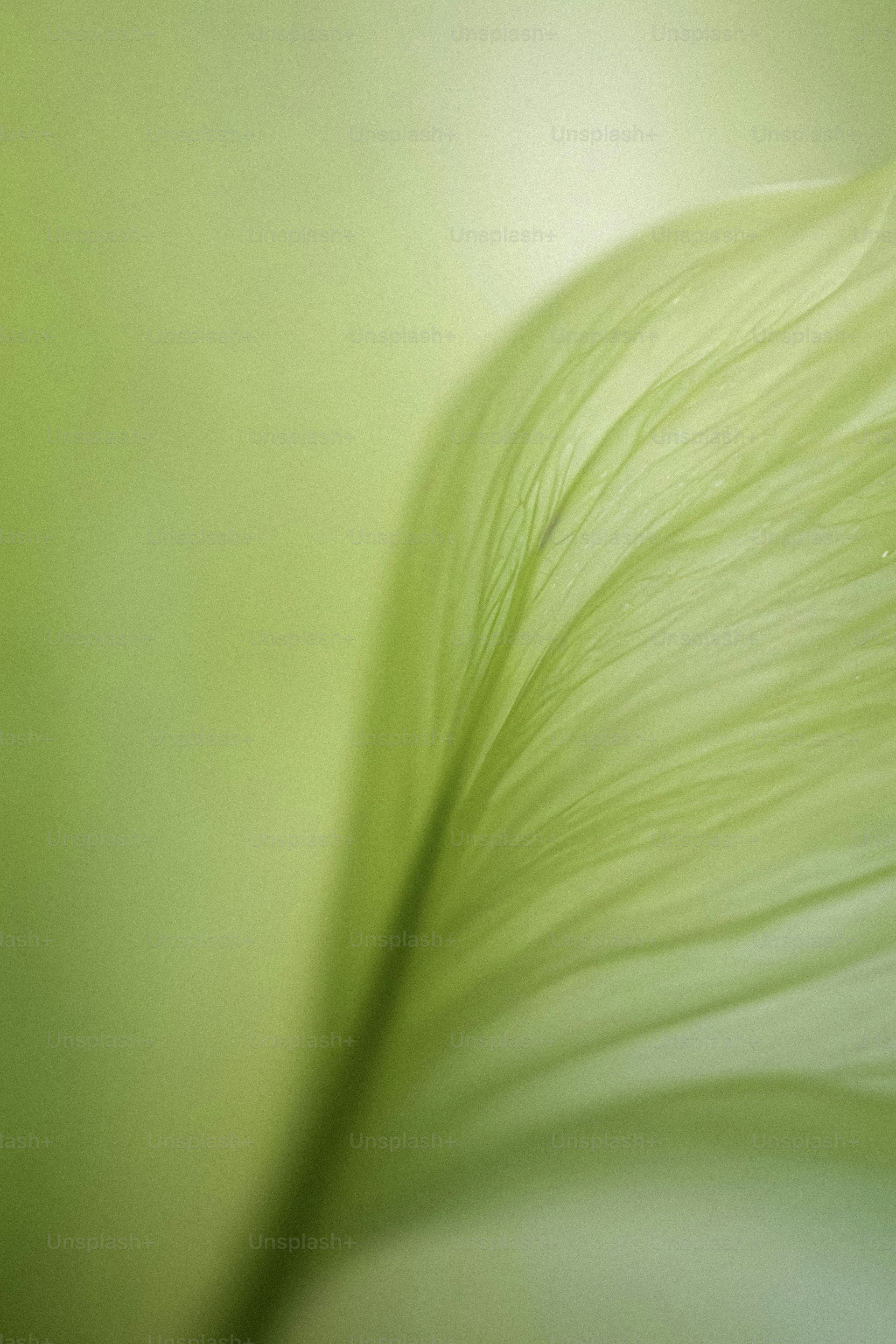 A close up view of a green leaf
