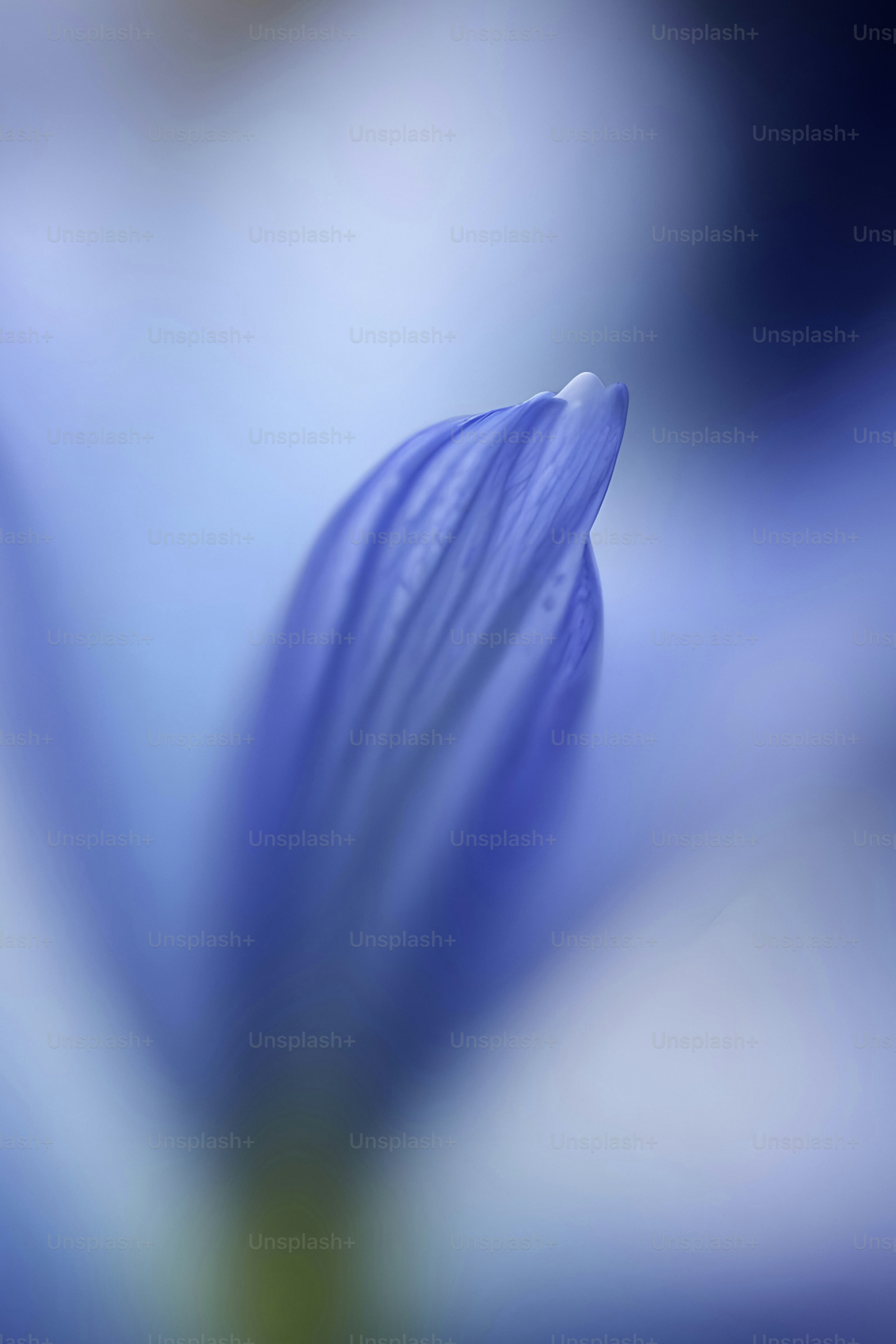 A close up of a blue flower with a blurry background