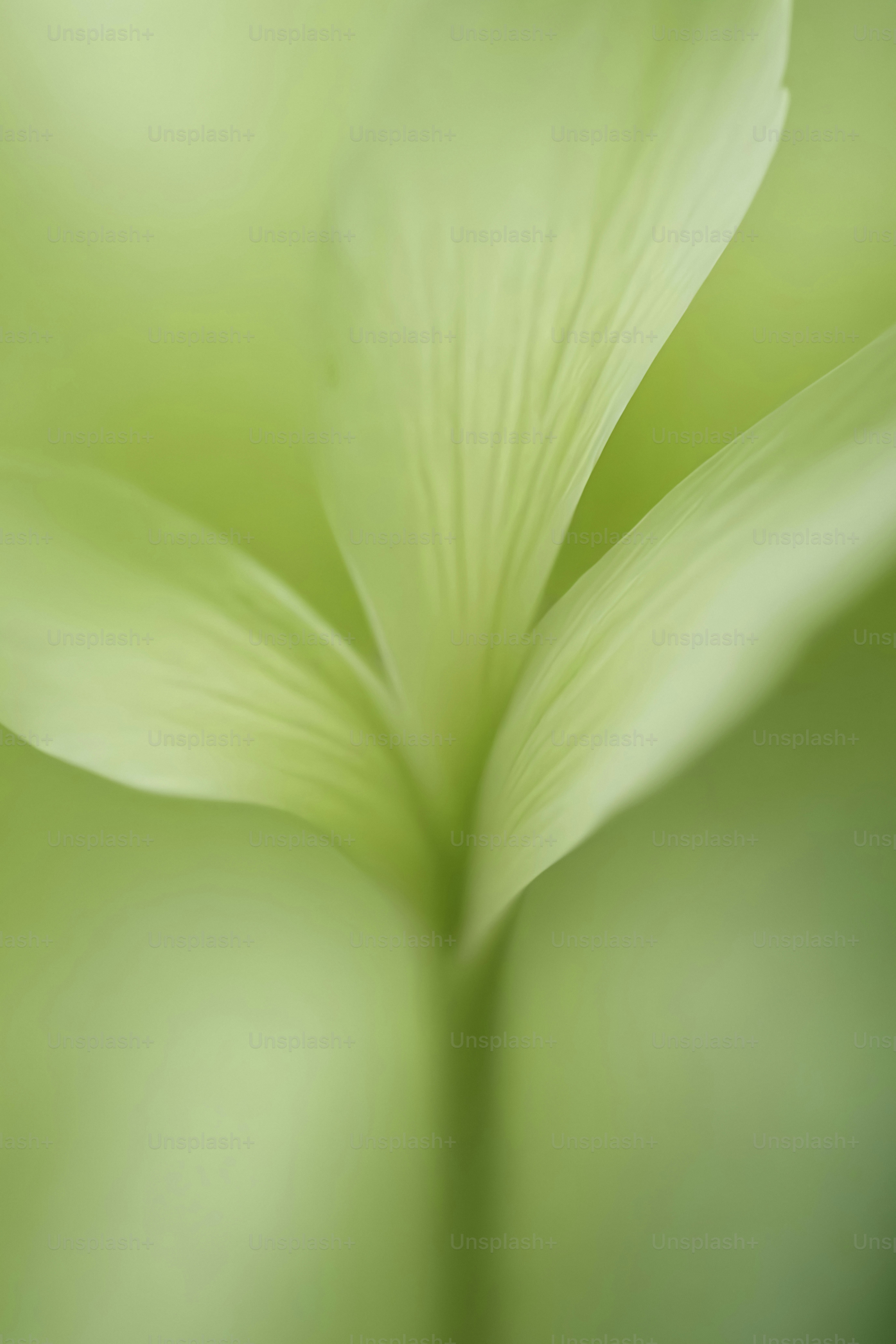 A close up of a green flower with a blurry background