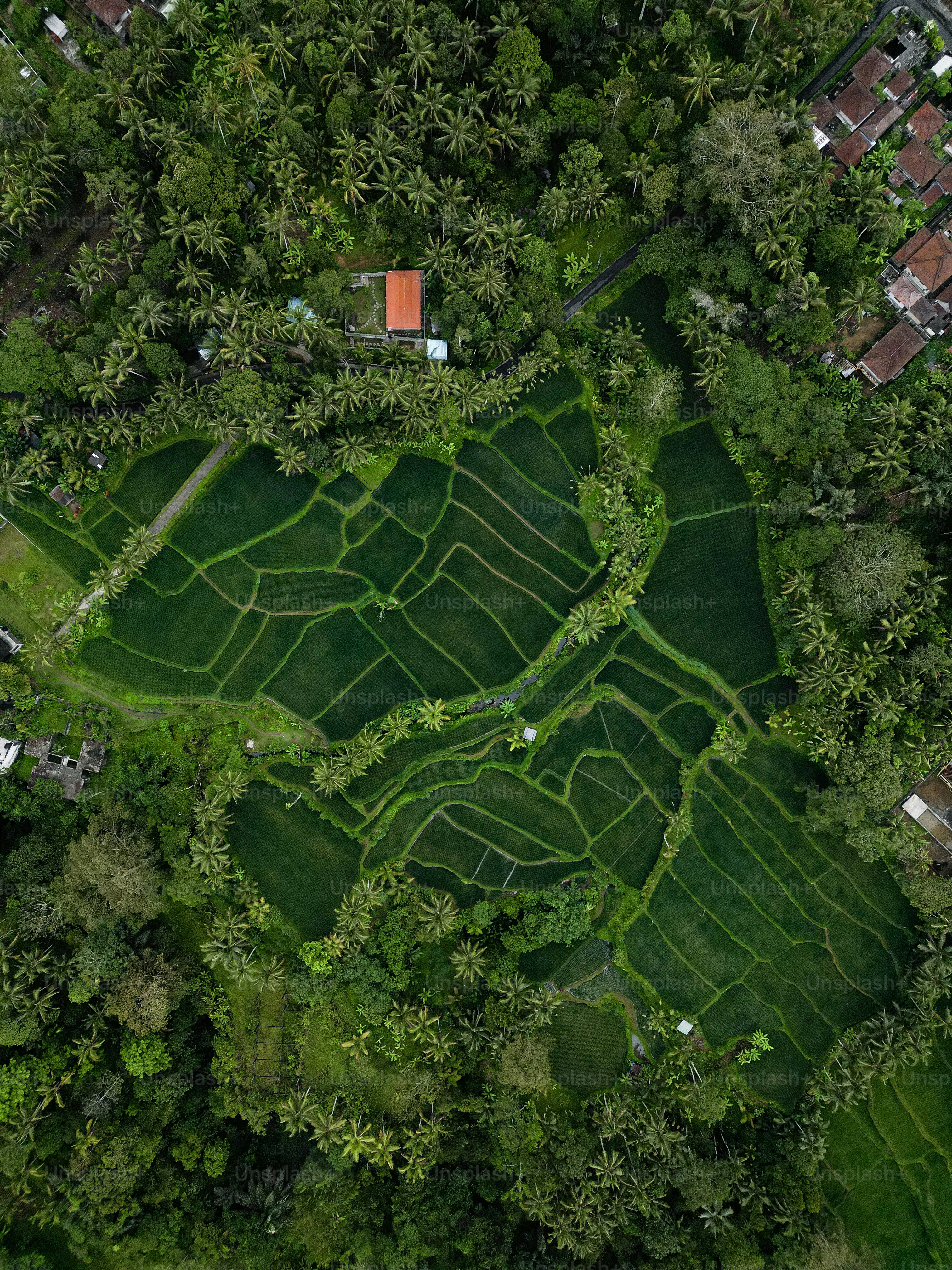 An aerial view of a lush green area