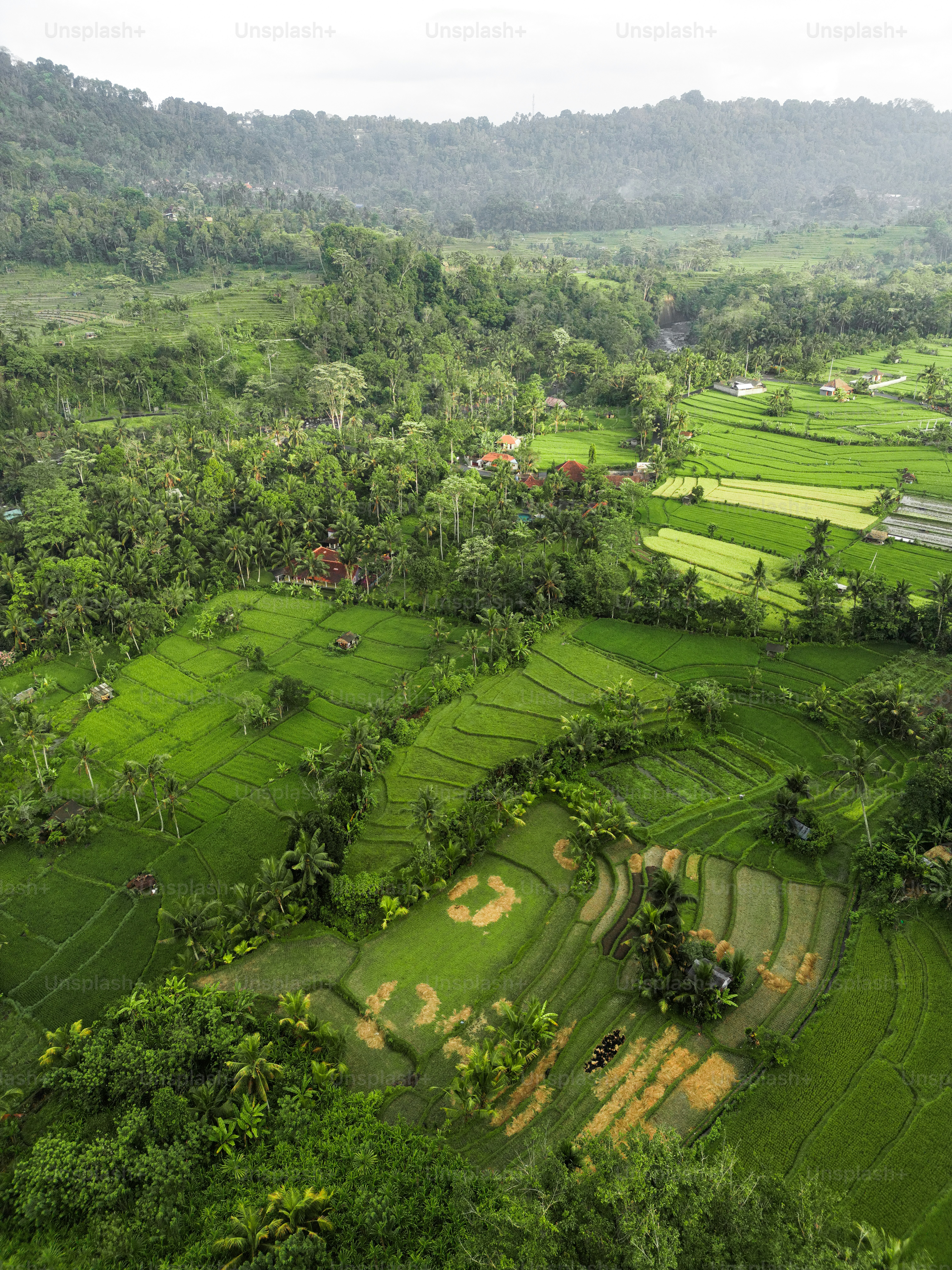 An aerial view of a lush green rice field