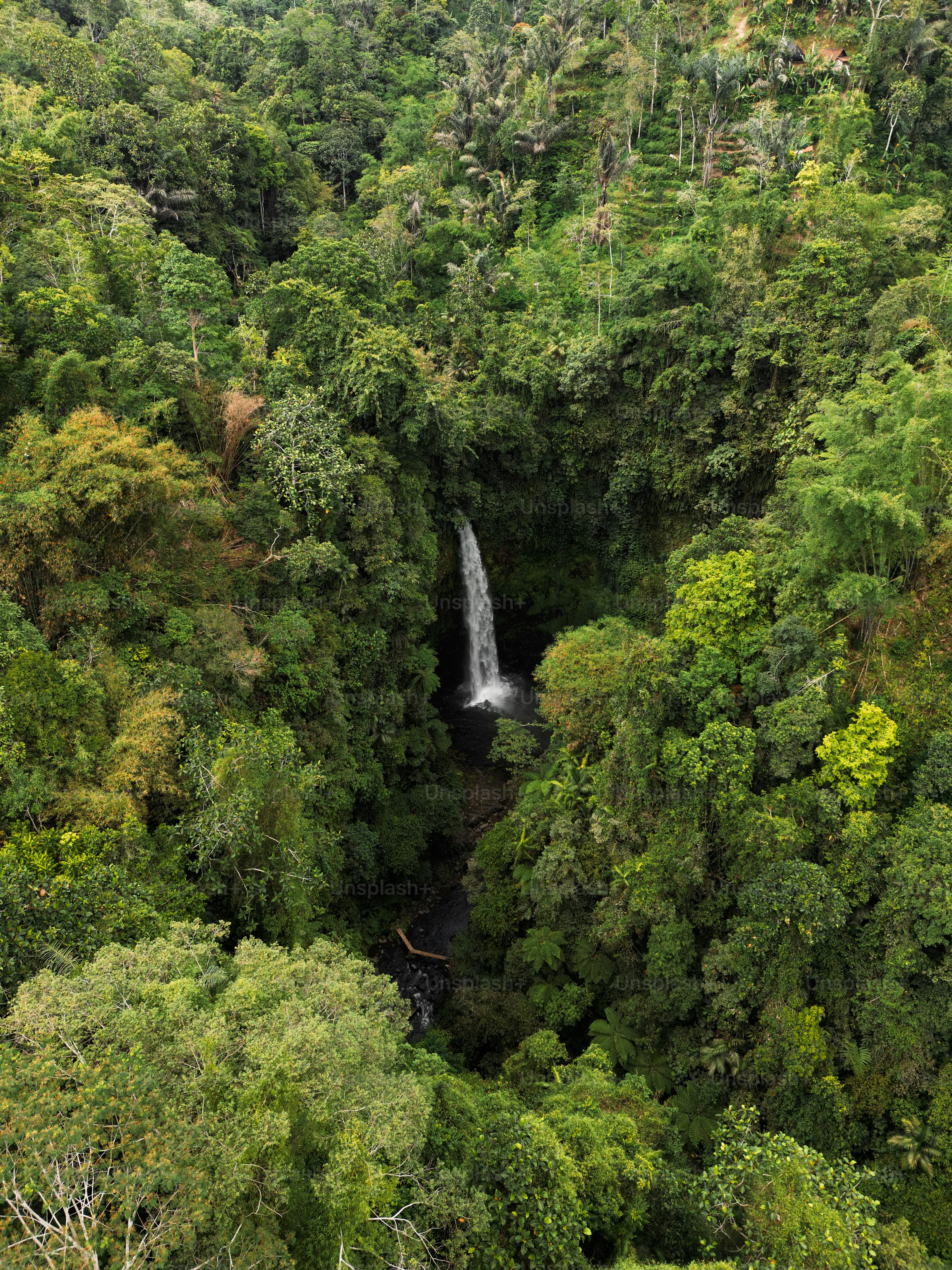 A waterfall in the middle of a forest