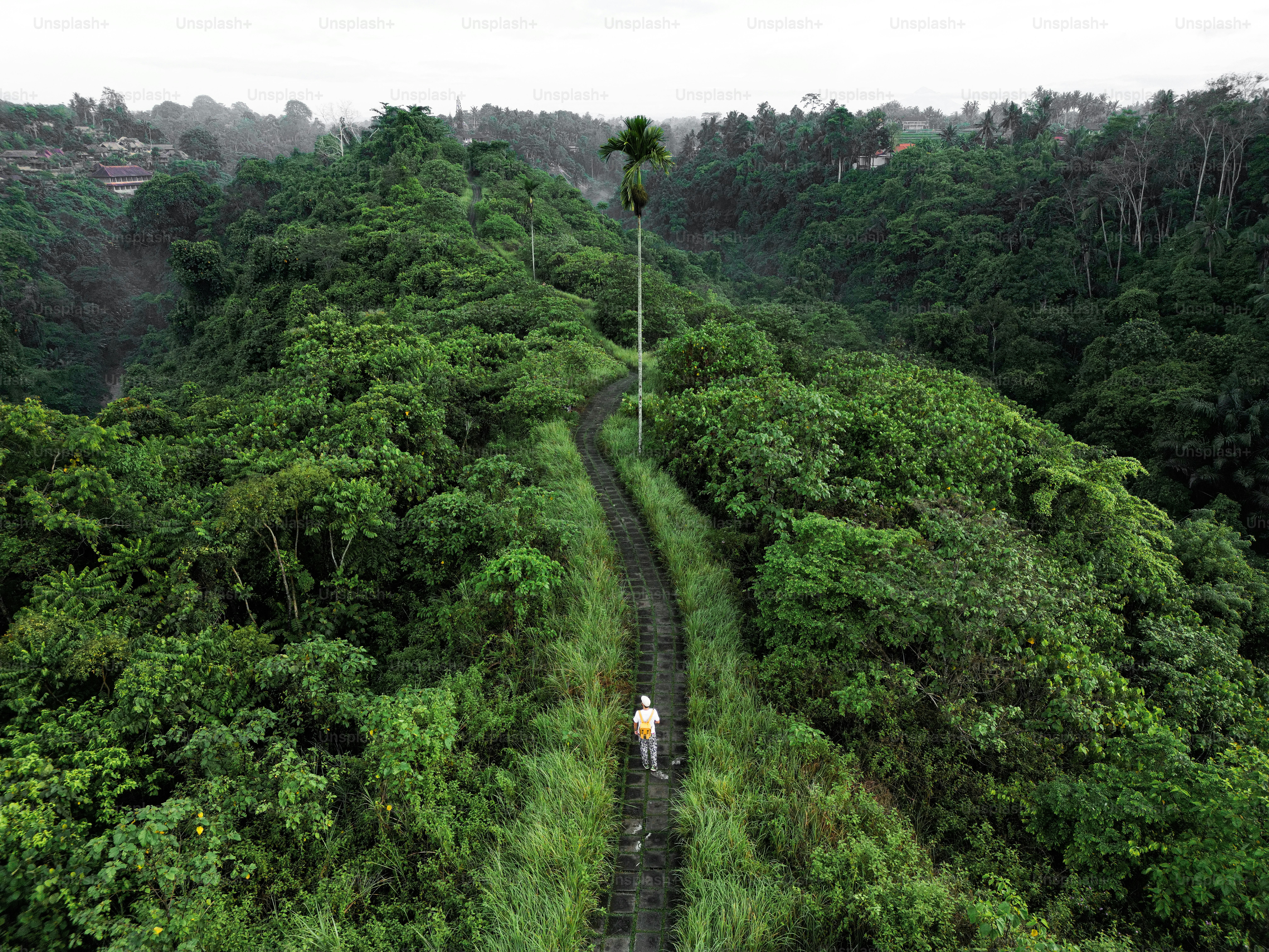 A person walking down a dirt road in the middle of a lush green forest