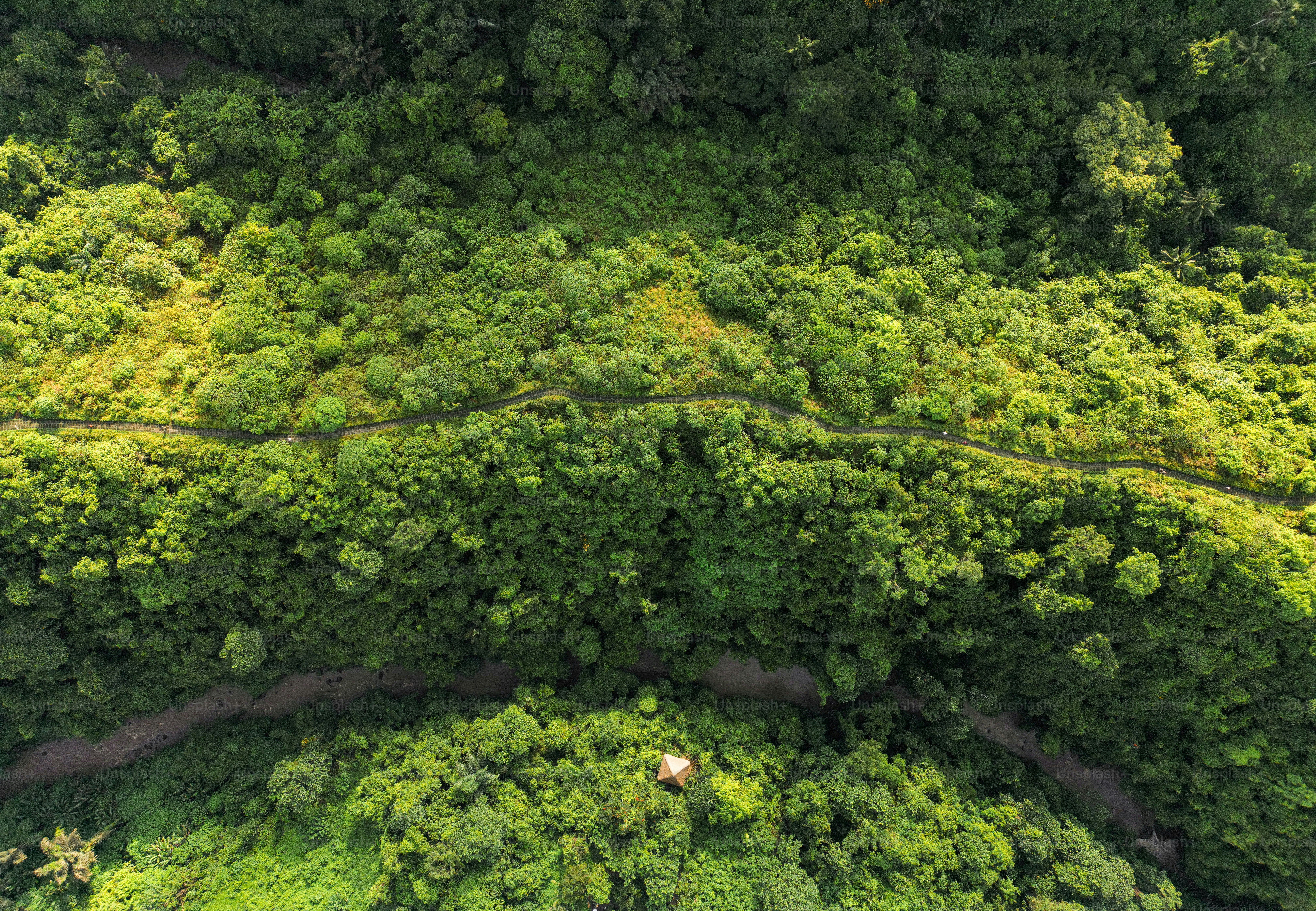 An aerial view of a lush green forest