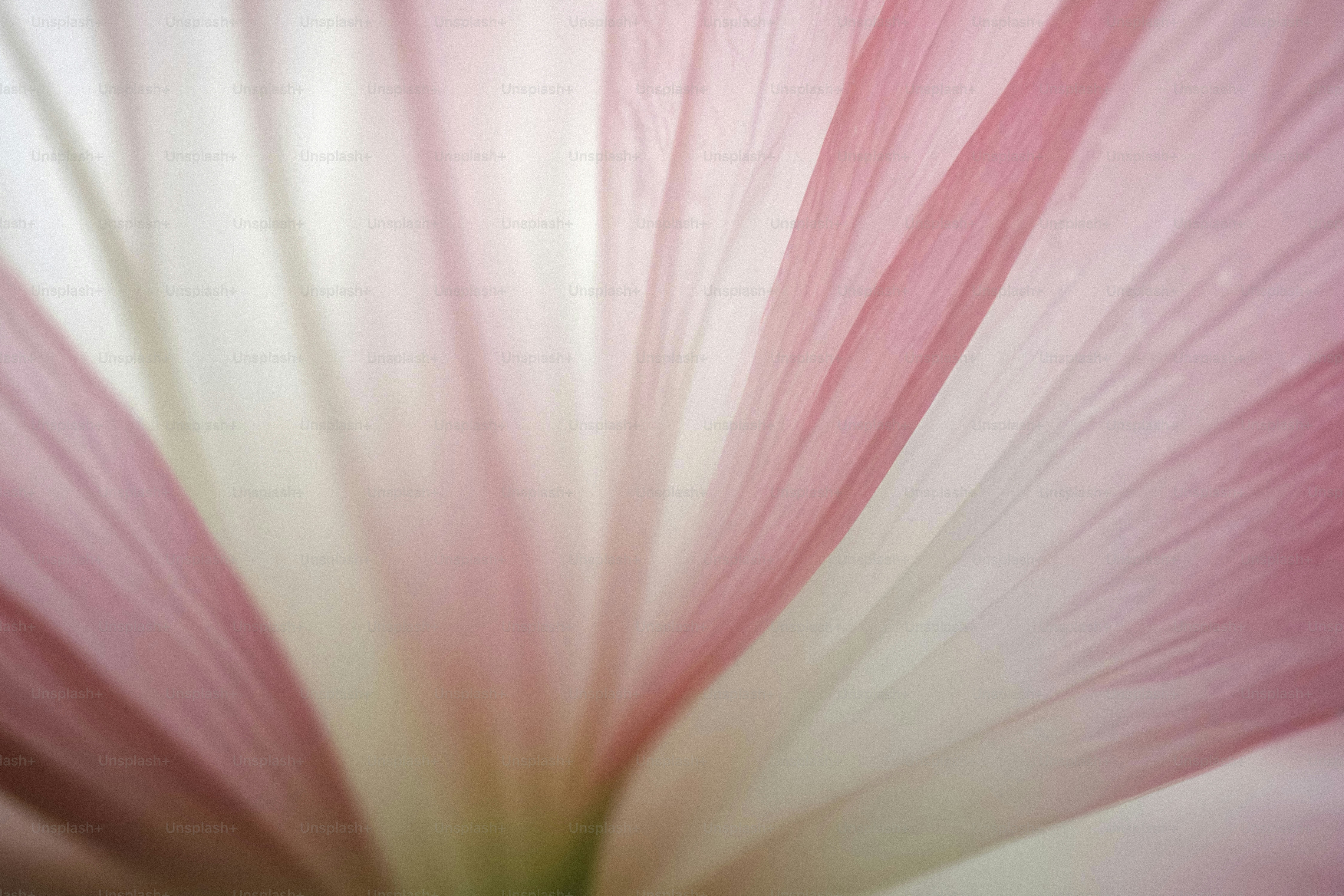 A close up of a pink and white flower