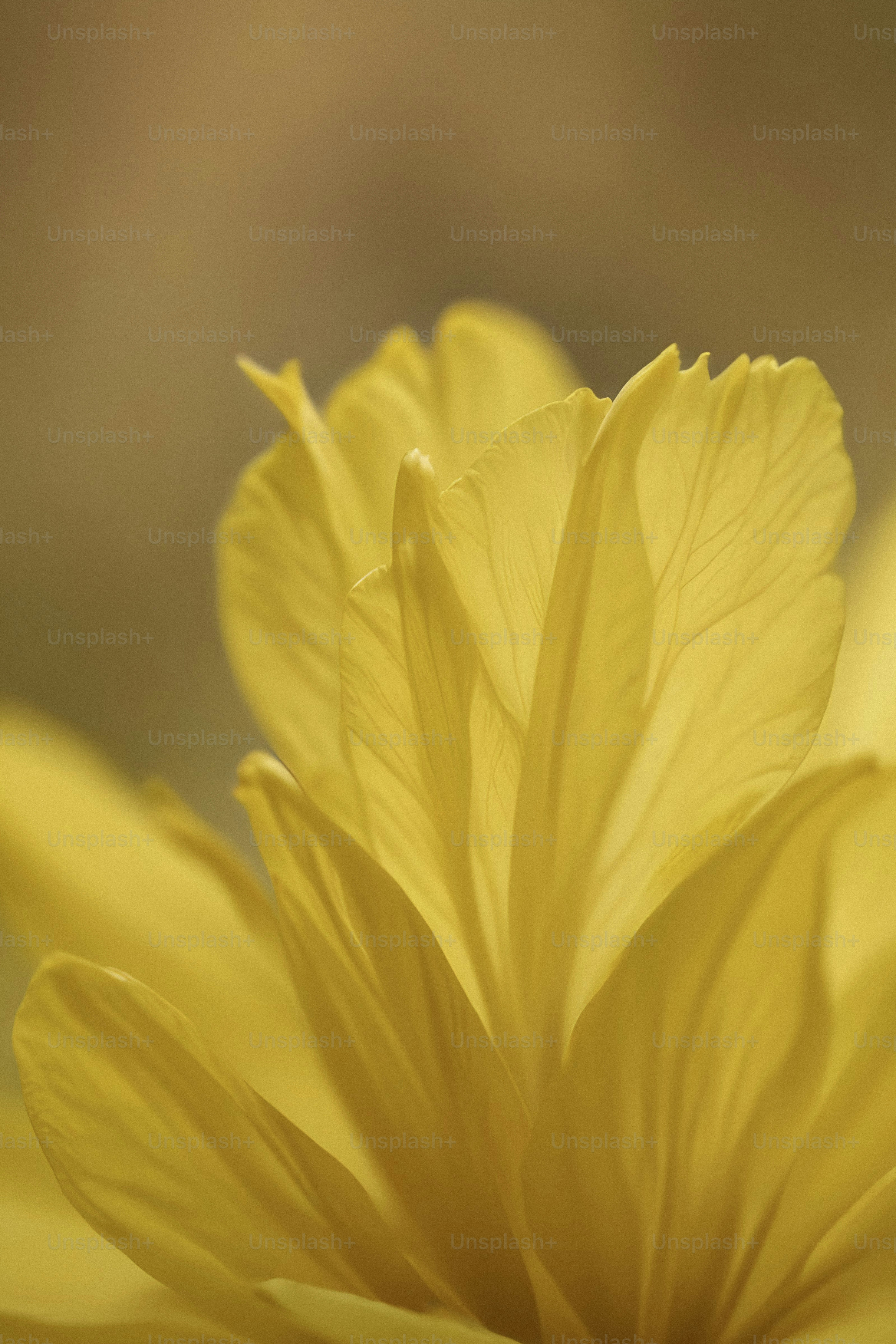 A close up of a yellow flower with a blurry background