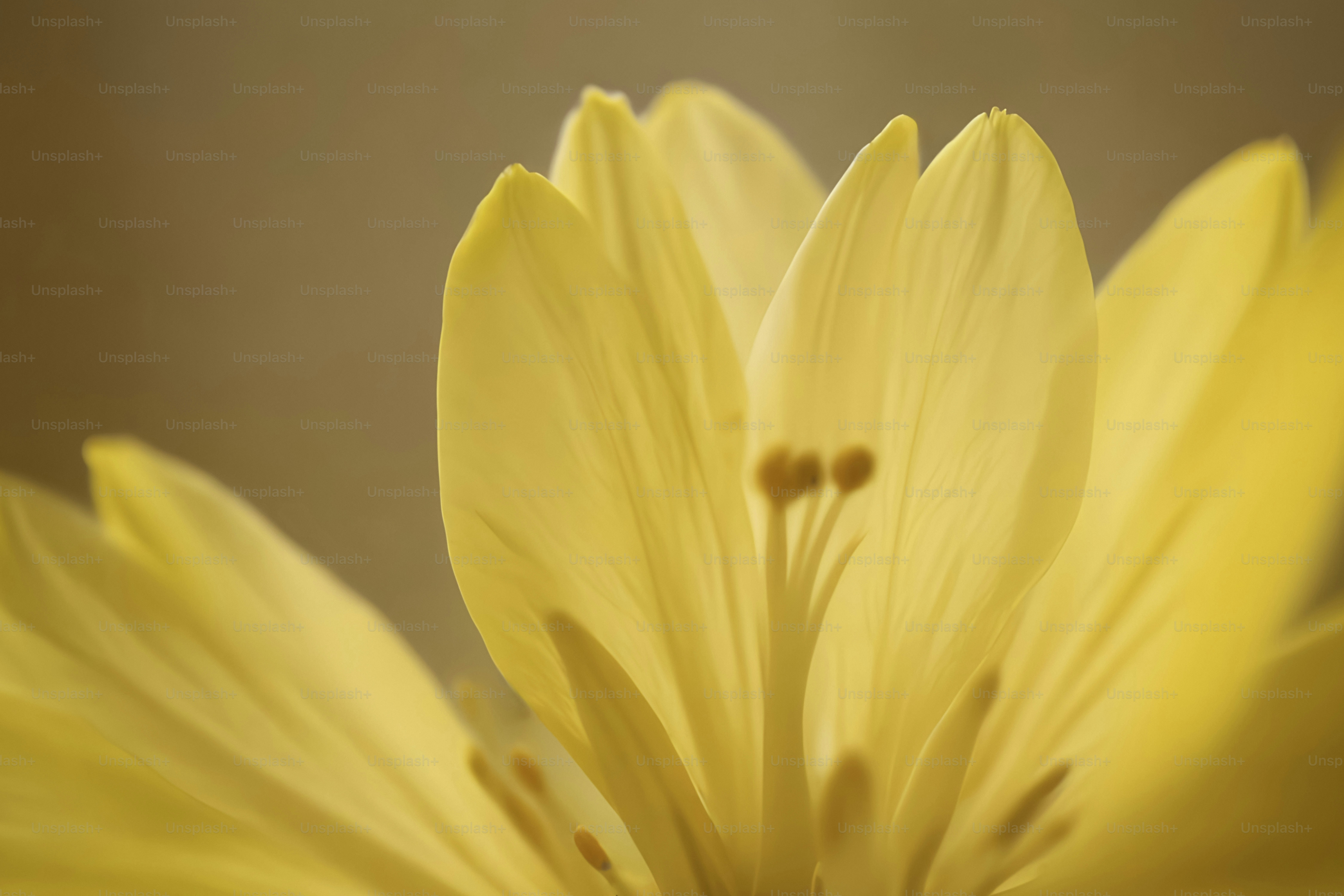 A close up of a yellow flower with a blurry background