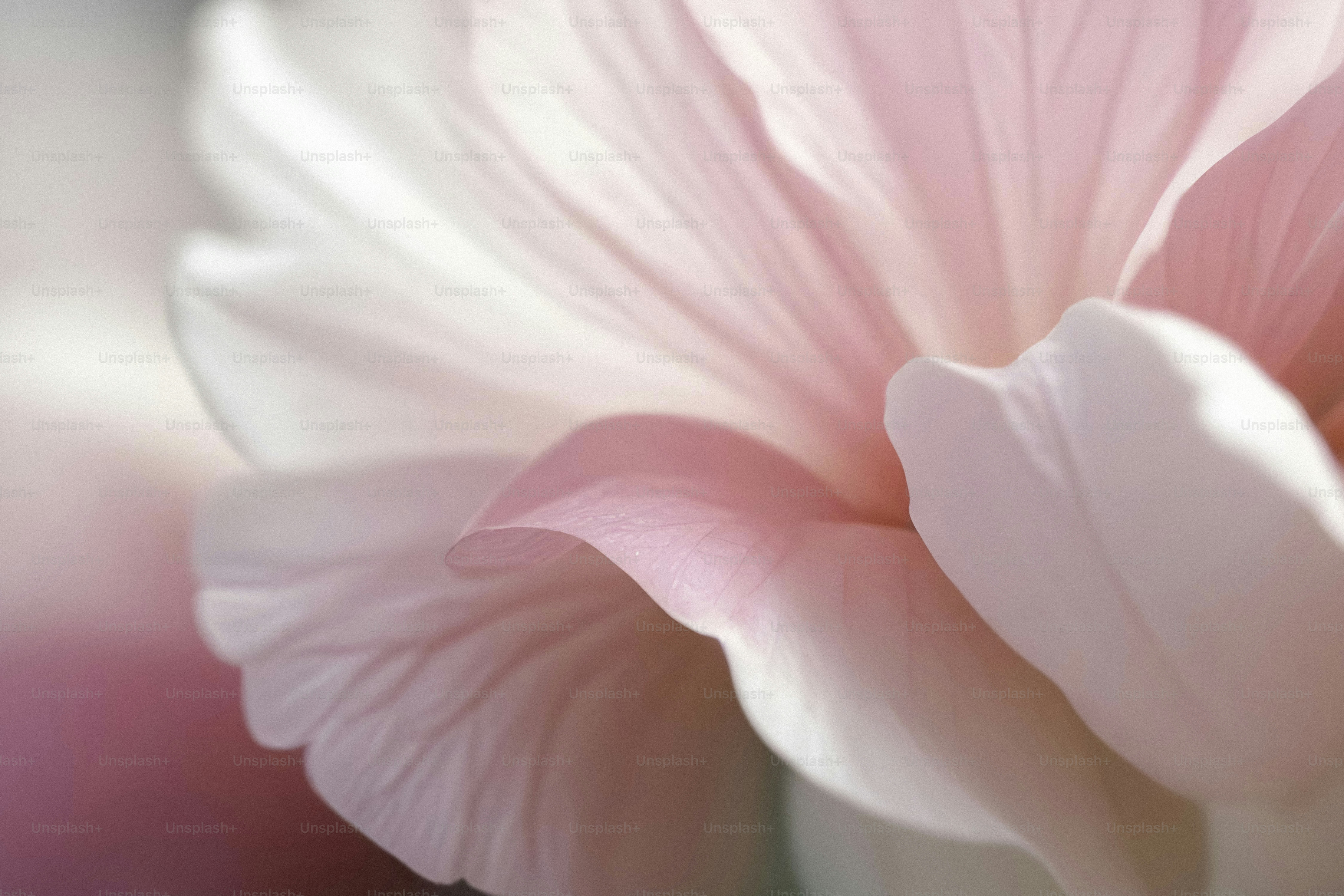 A close up of a pink flower with a blurry background