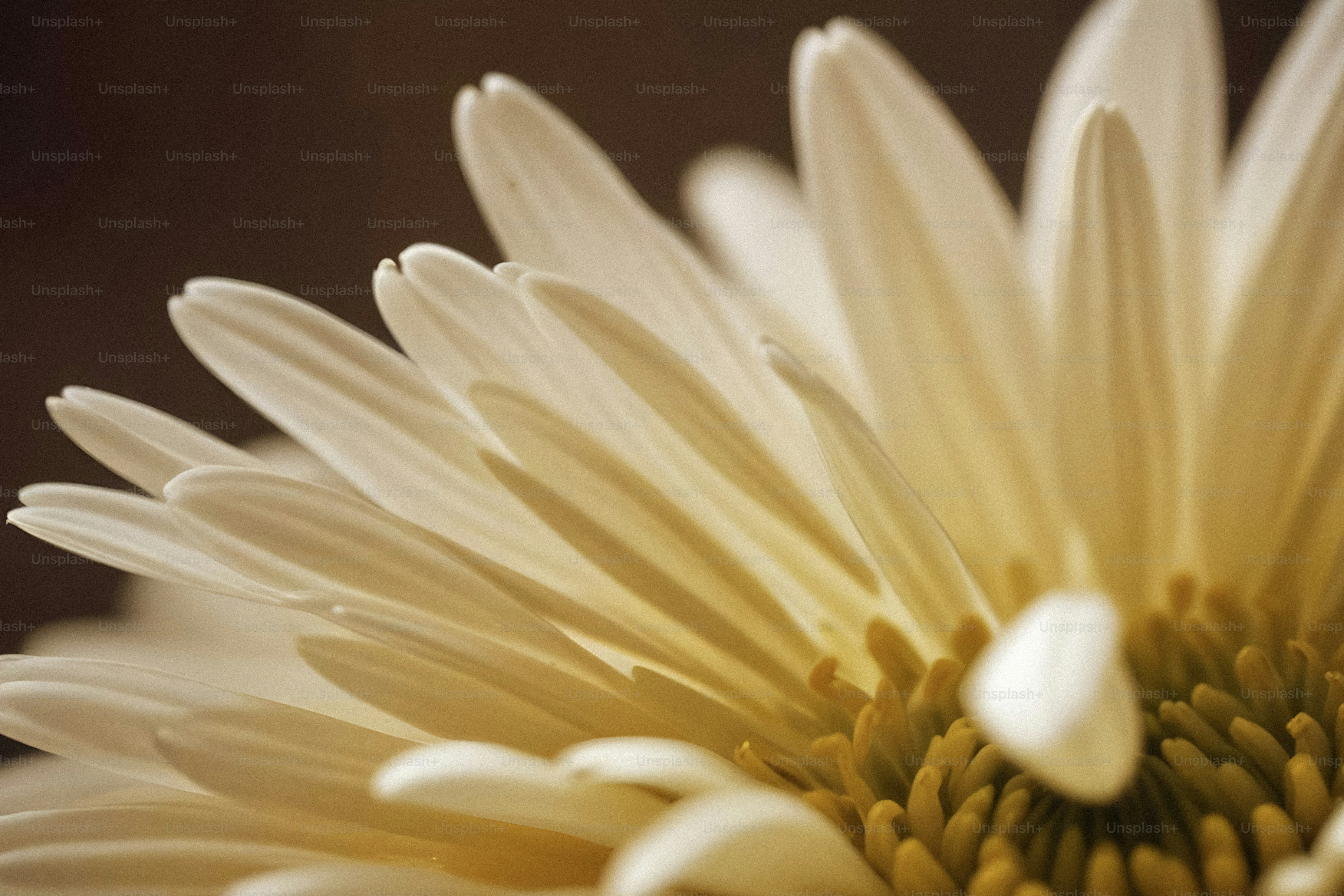 A close up of a white flower with drops of water on it