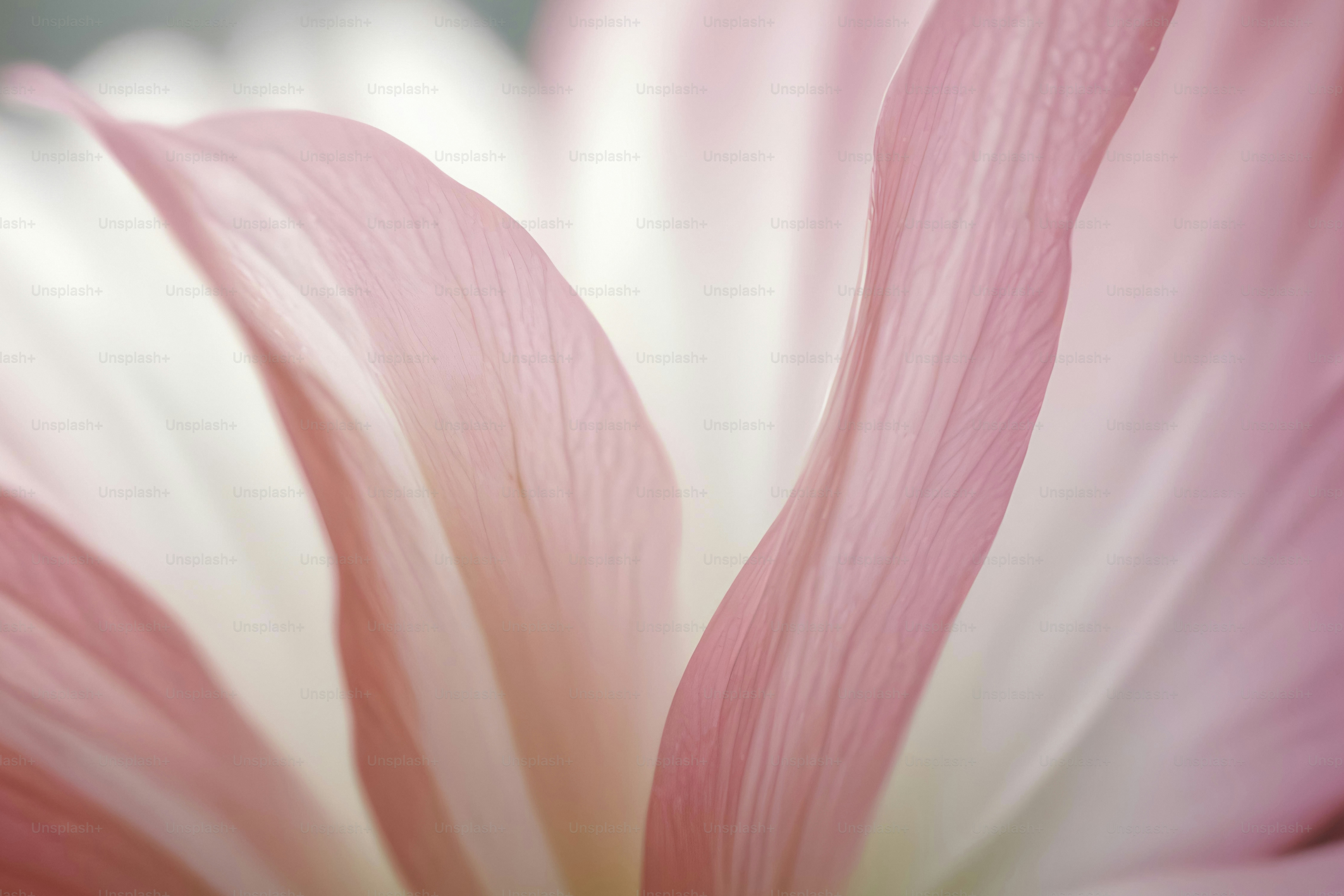 A close up of a pink and white flower
