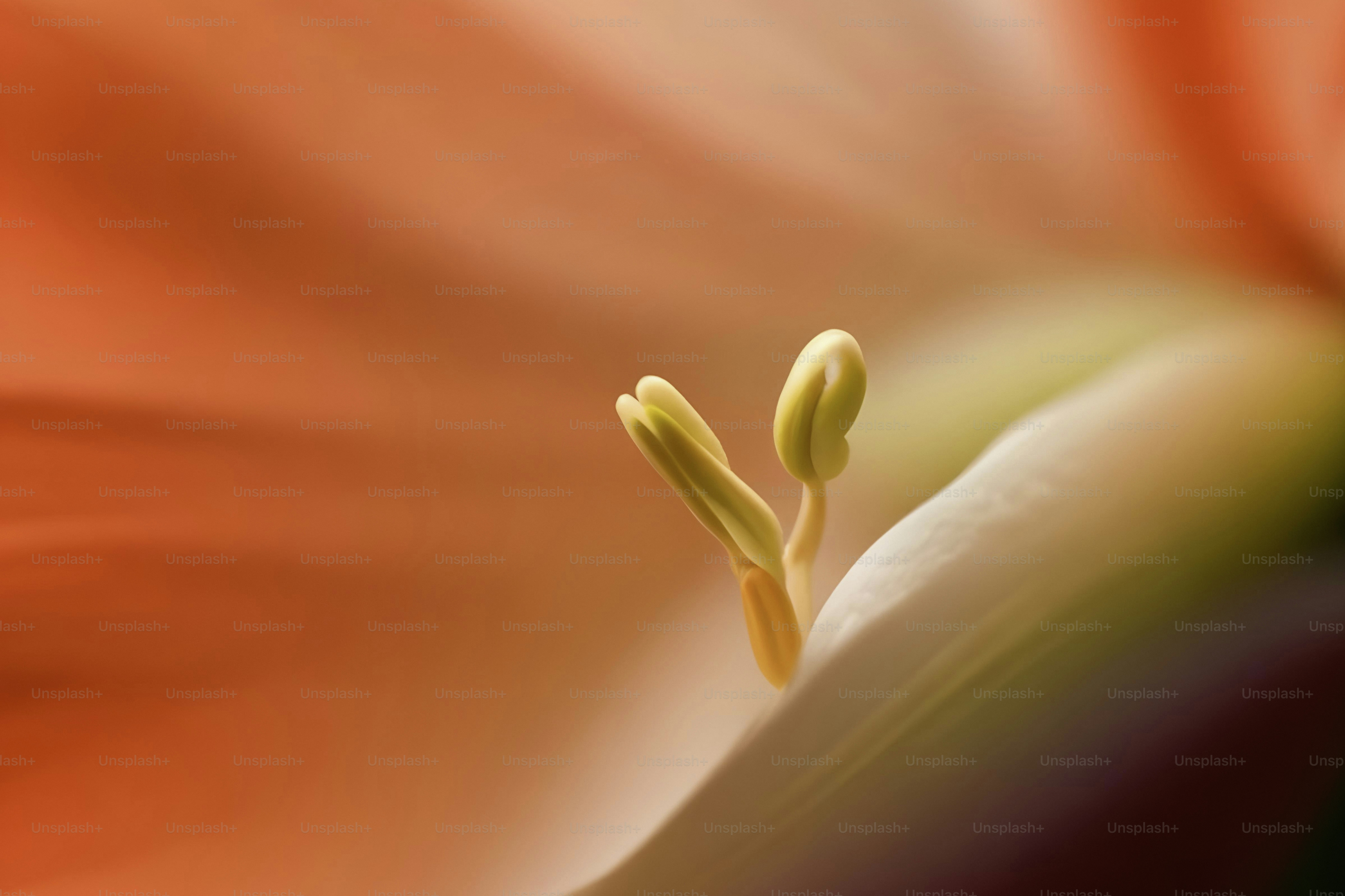 A close up of a flower with a blurry background