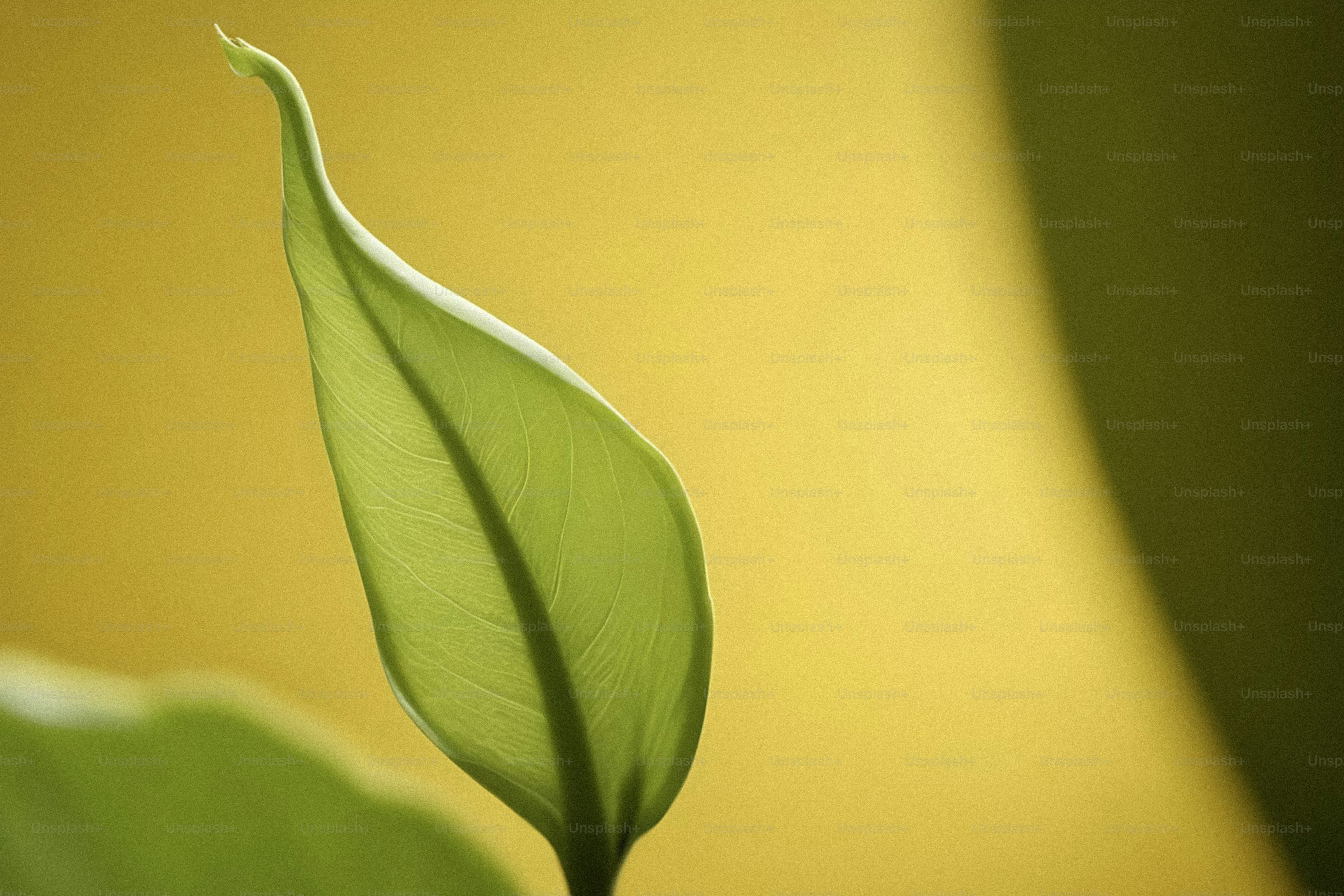 A close up of a green leaf on a yellow background